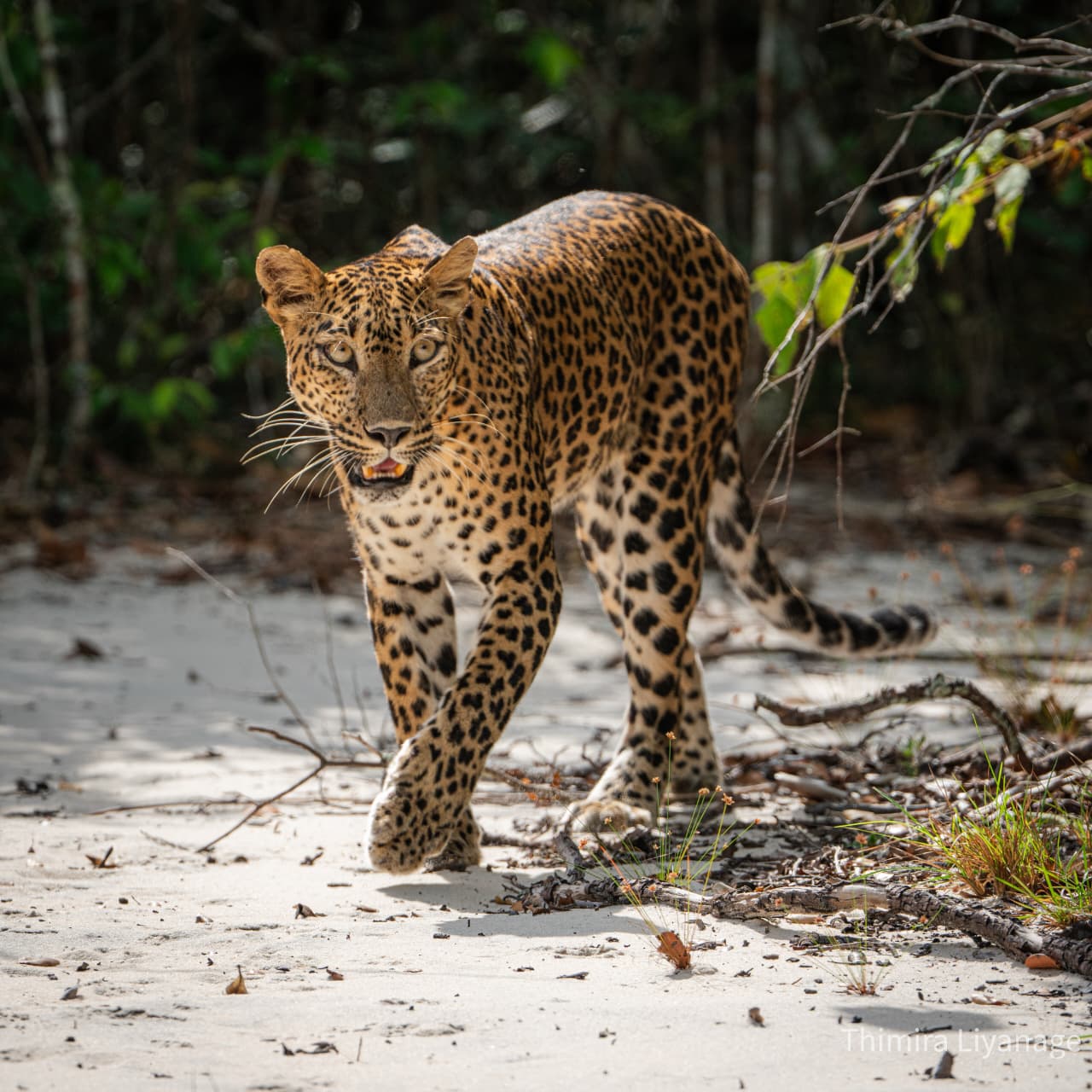 Safari wildlife photography