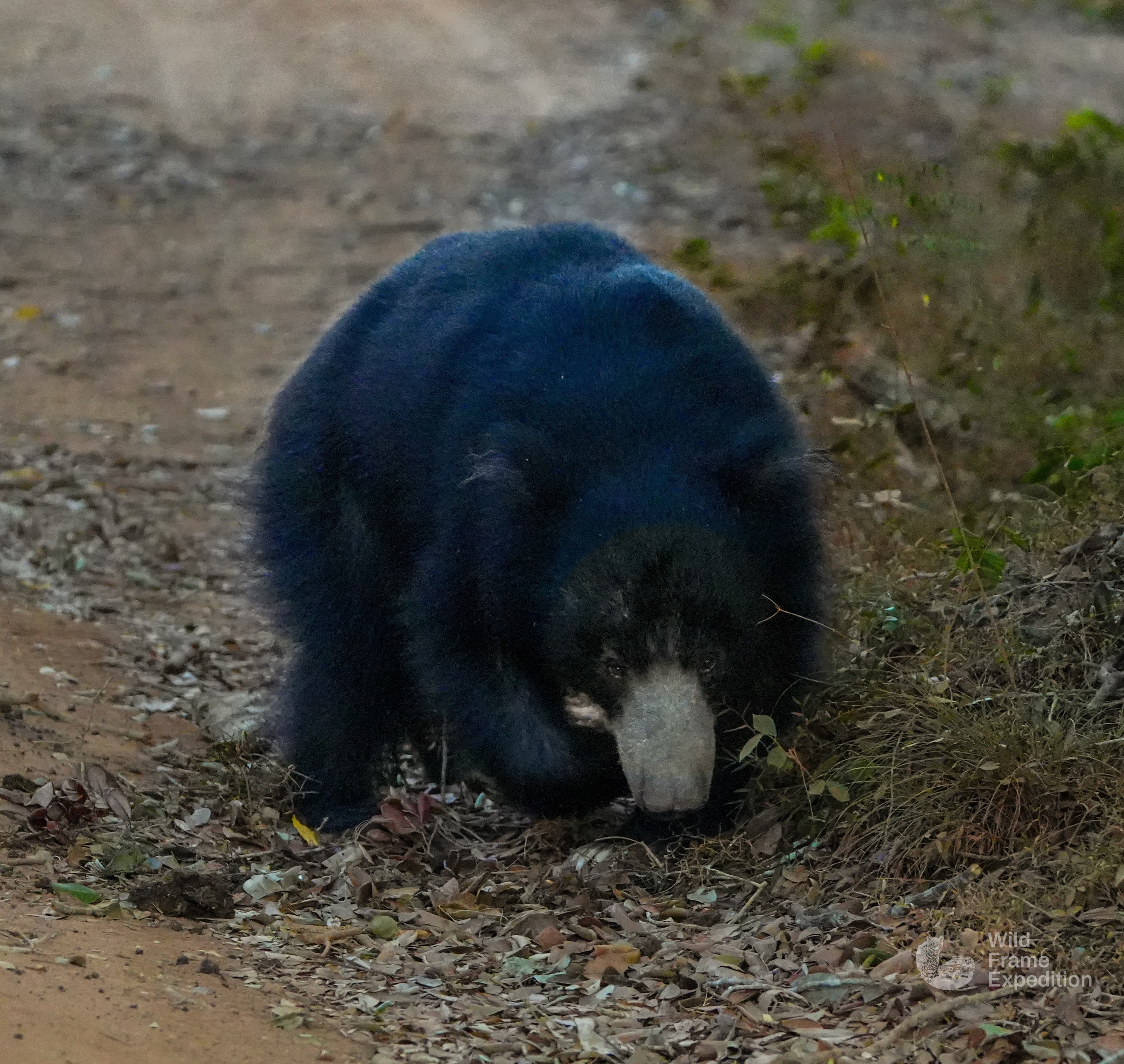 Yala Safari Full Day Package