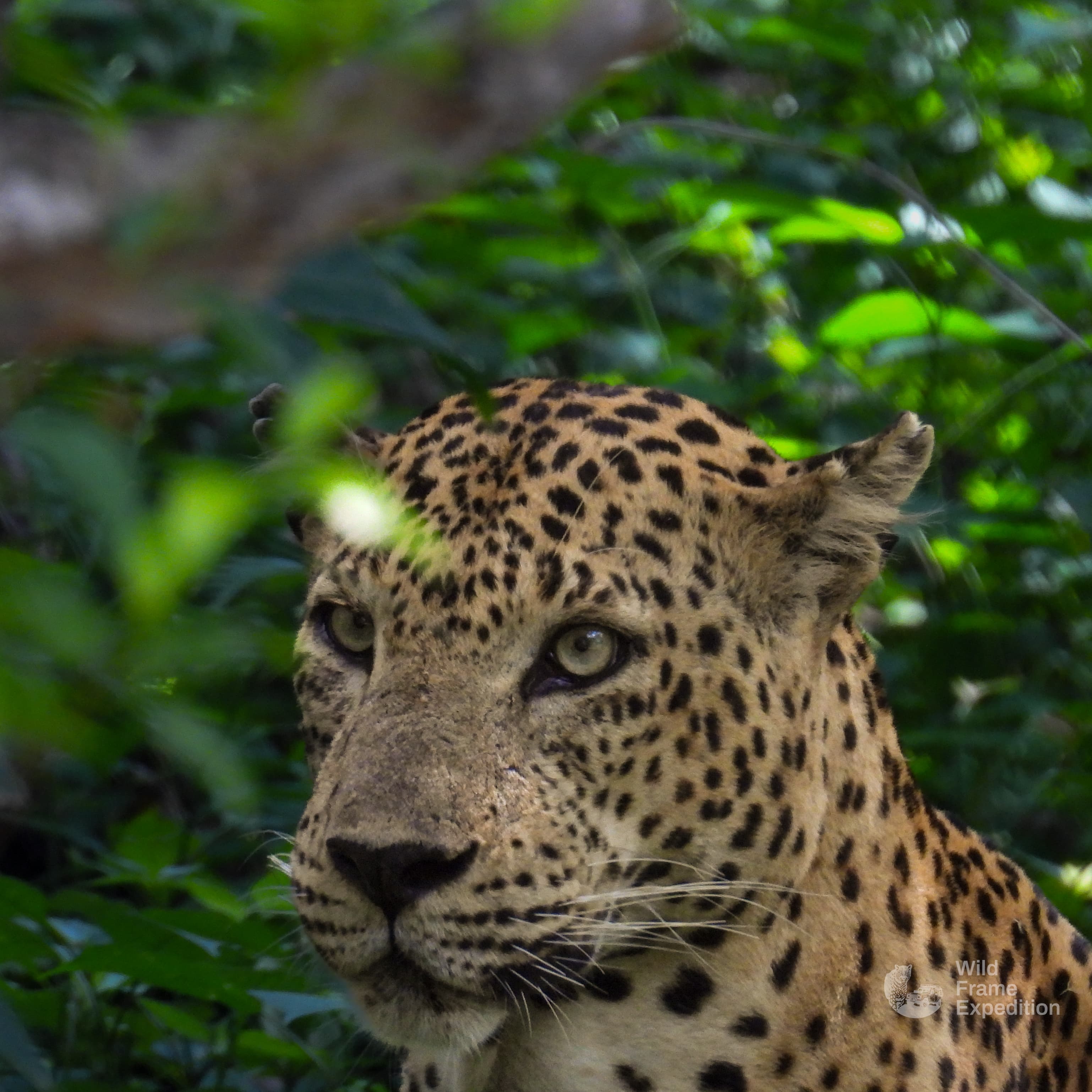 Yala Safari Full Day Package