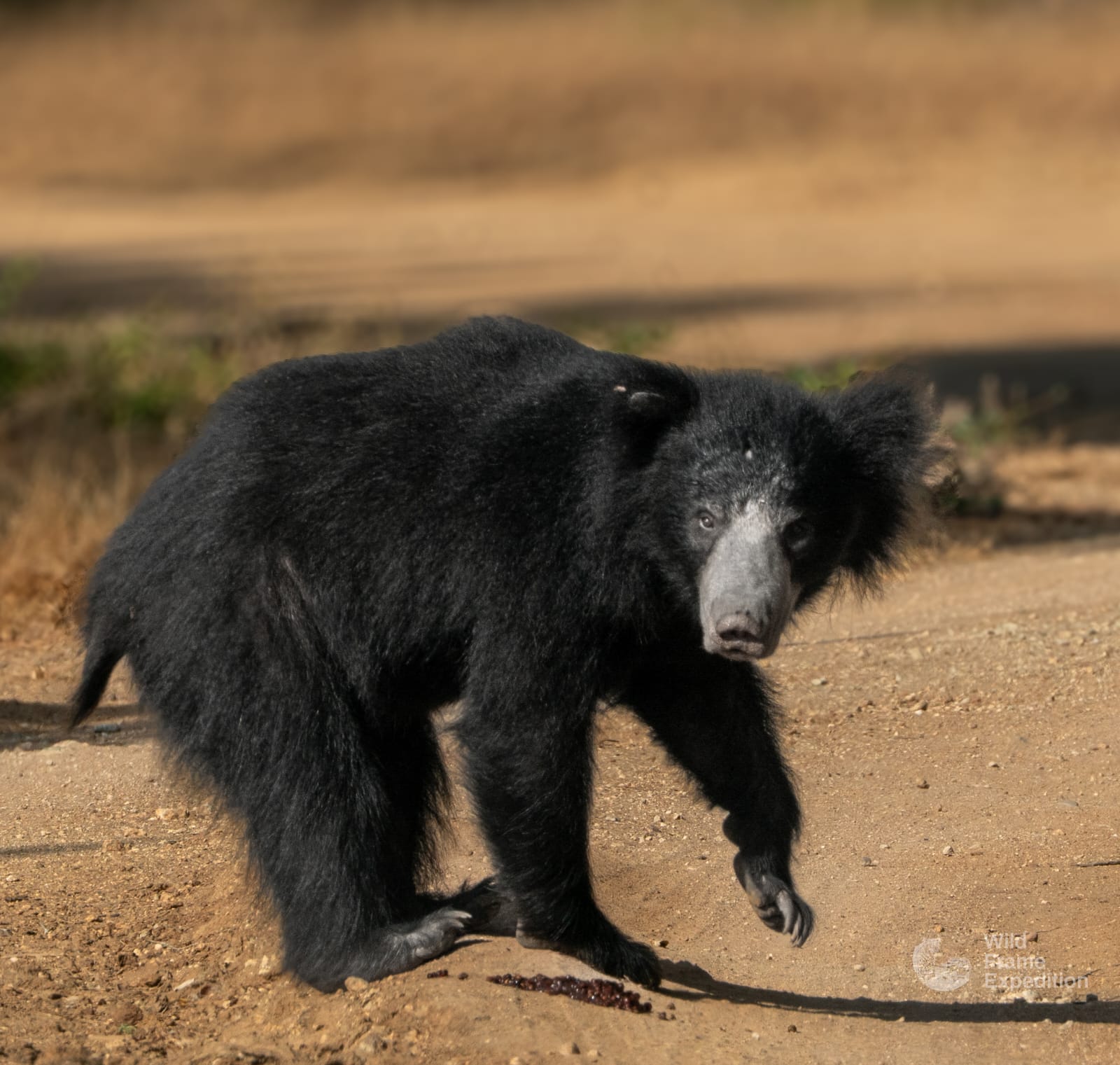 Yala Safari Full Day Package