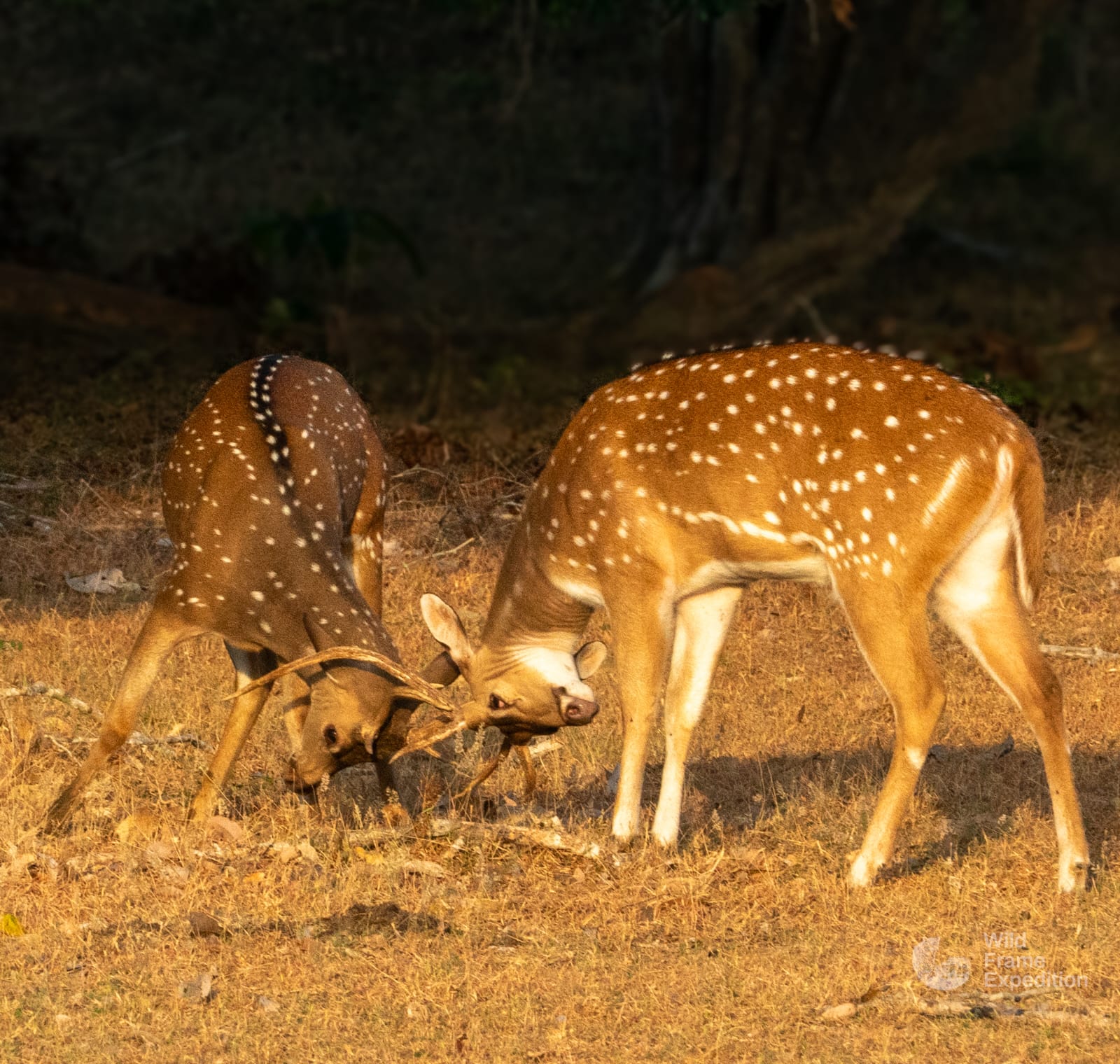 Yala Safari Half Day Package