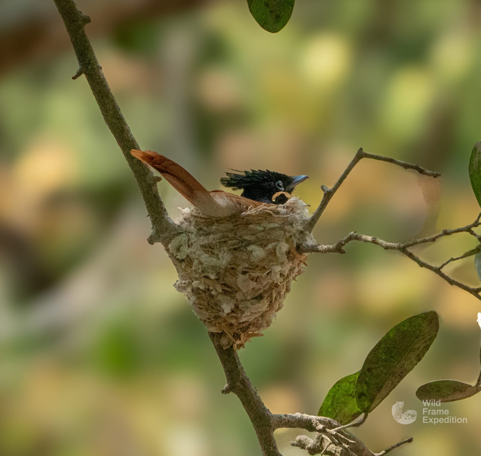 Yala Safari Half Day Package