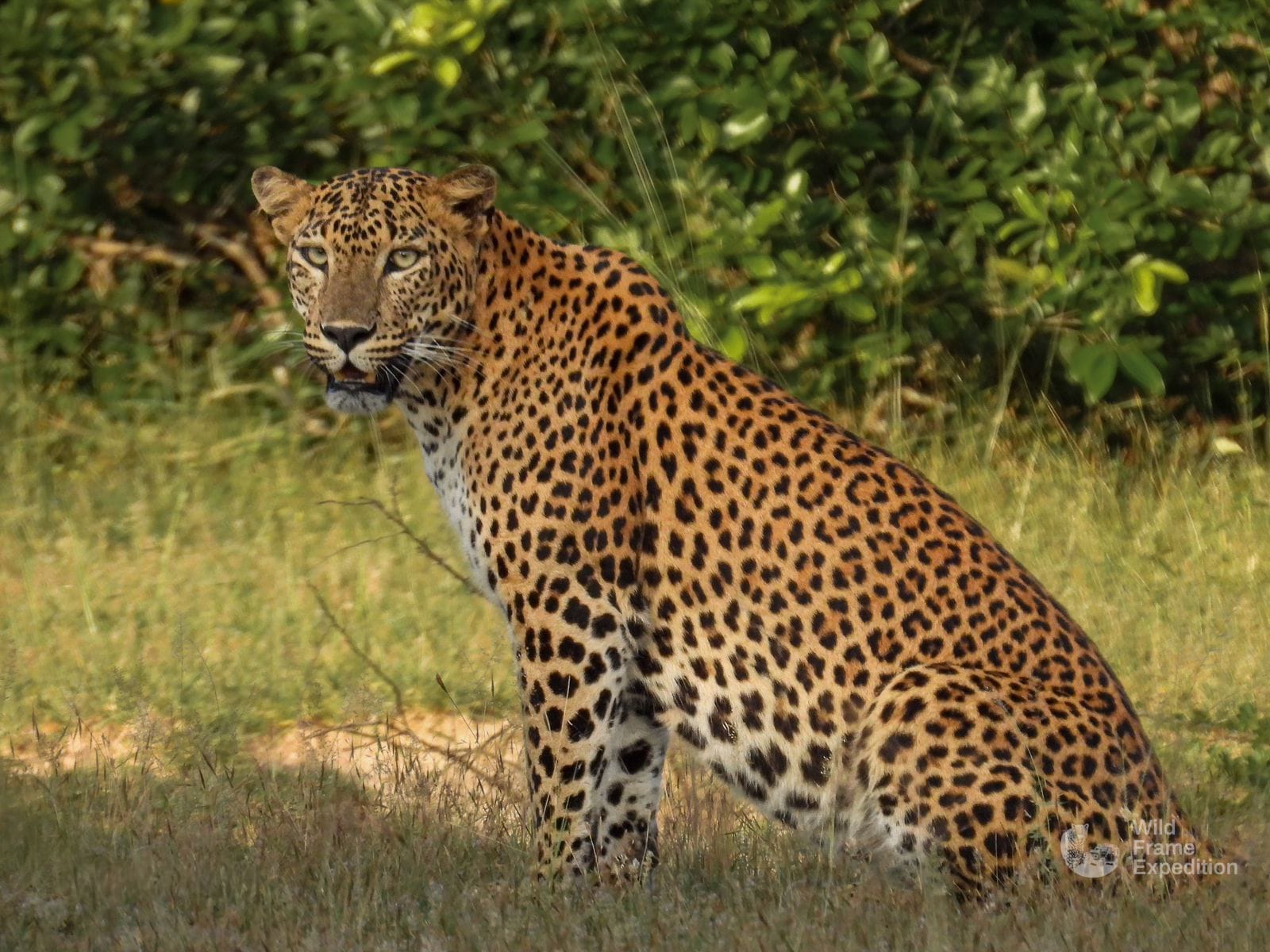 Yala Safari Half Day Package