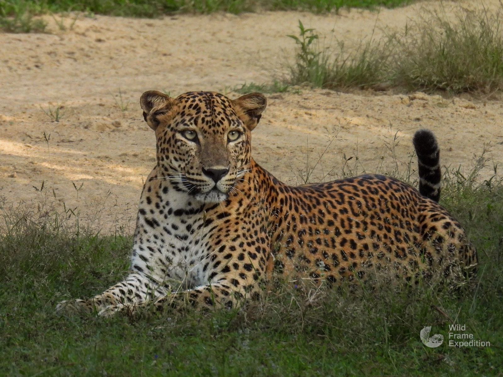 Yala Safari Half Day Package