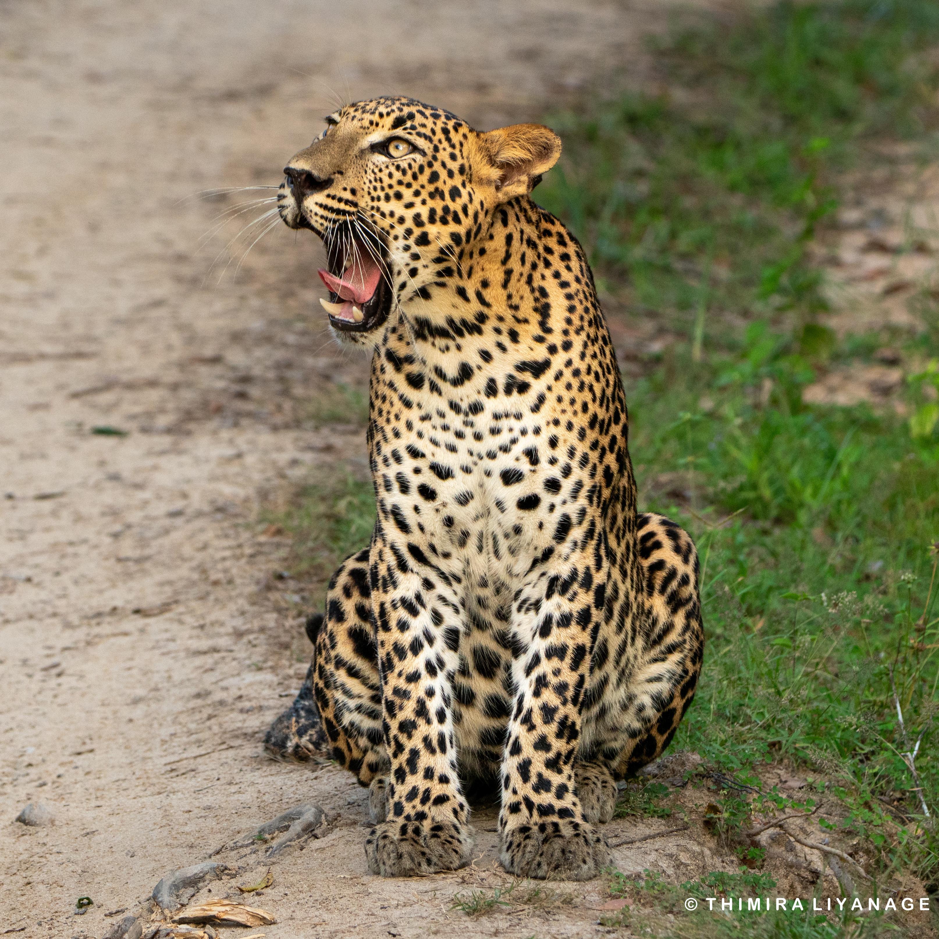 Safari wildlife photography