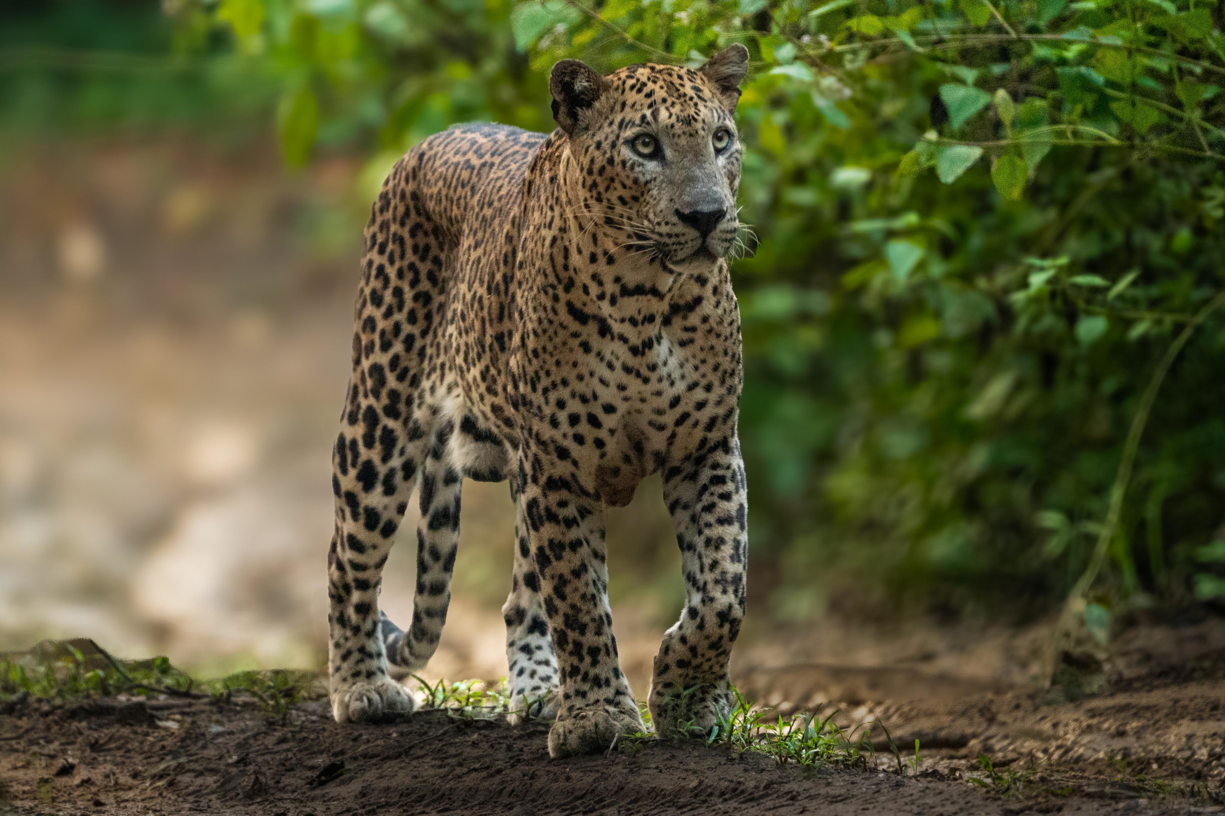 Safari wildlife photography