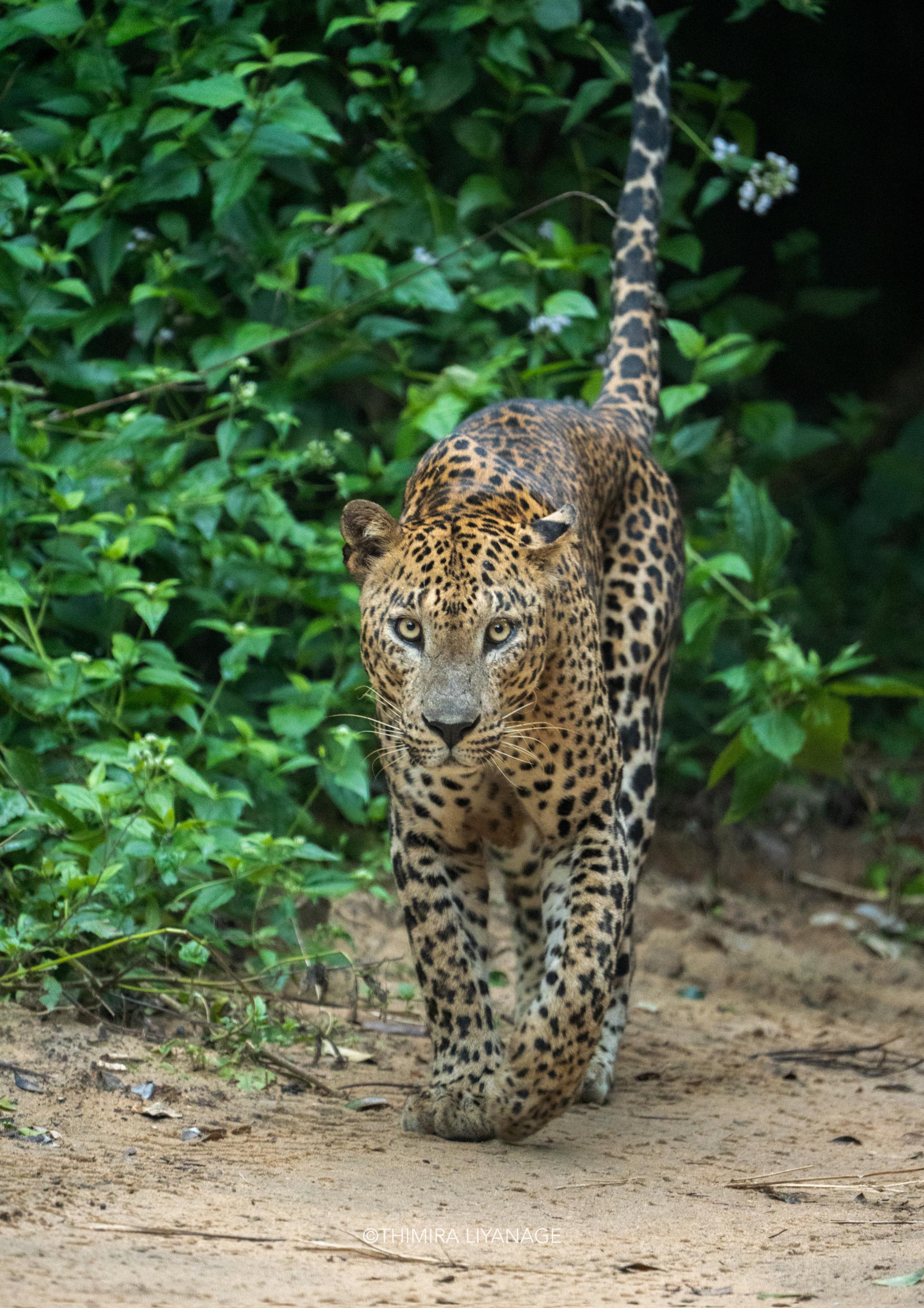 Safari wildlife photography