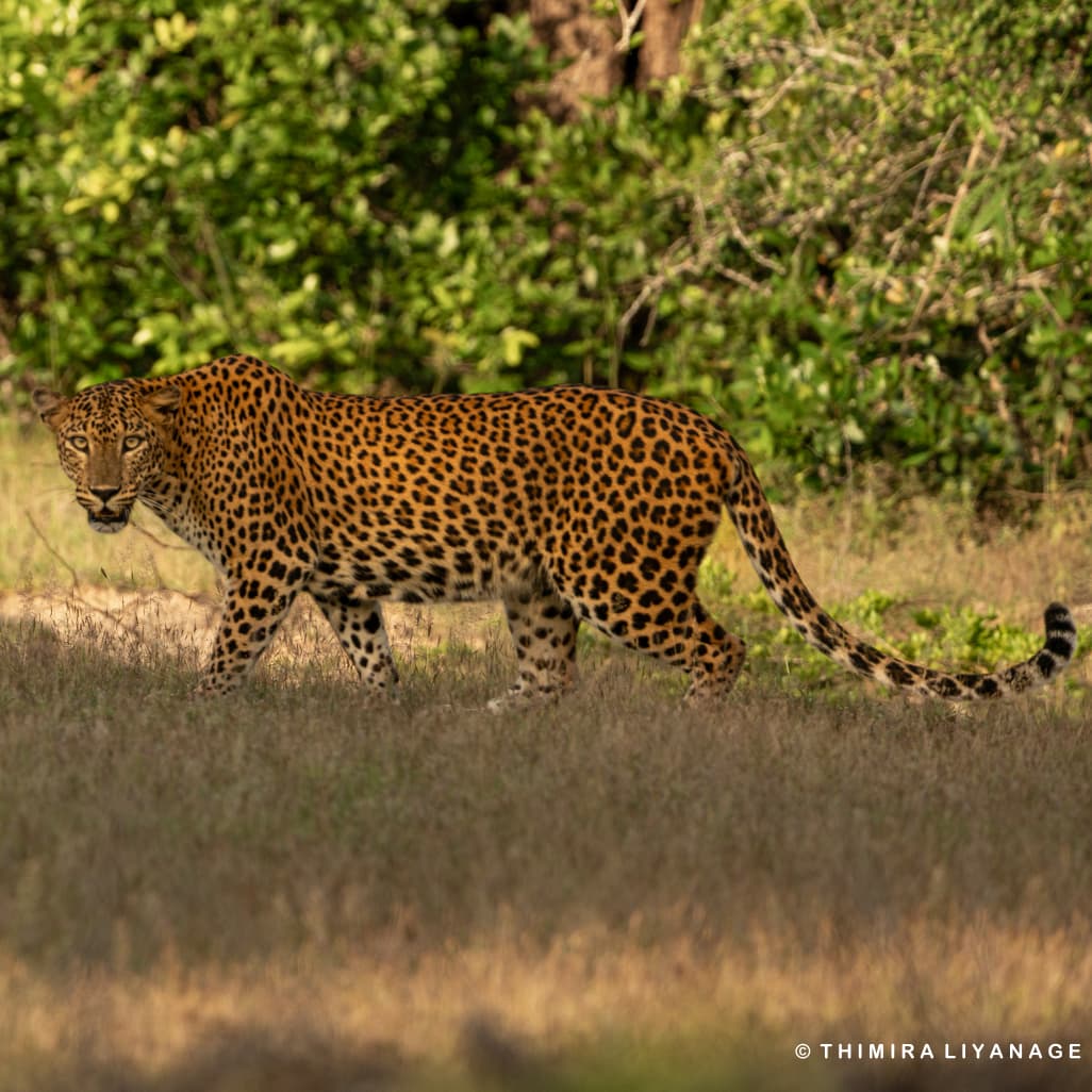 Safari wildlife photography