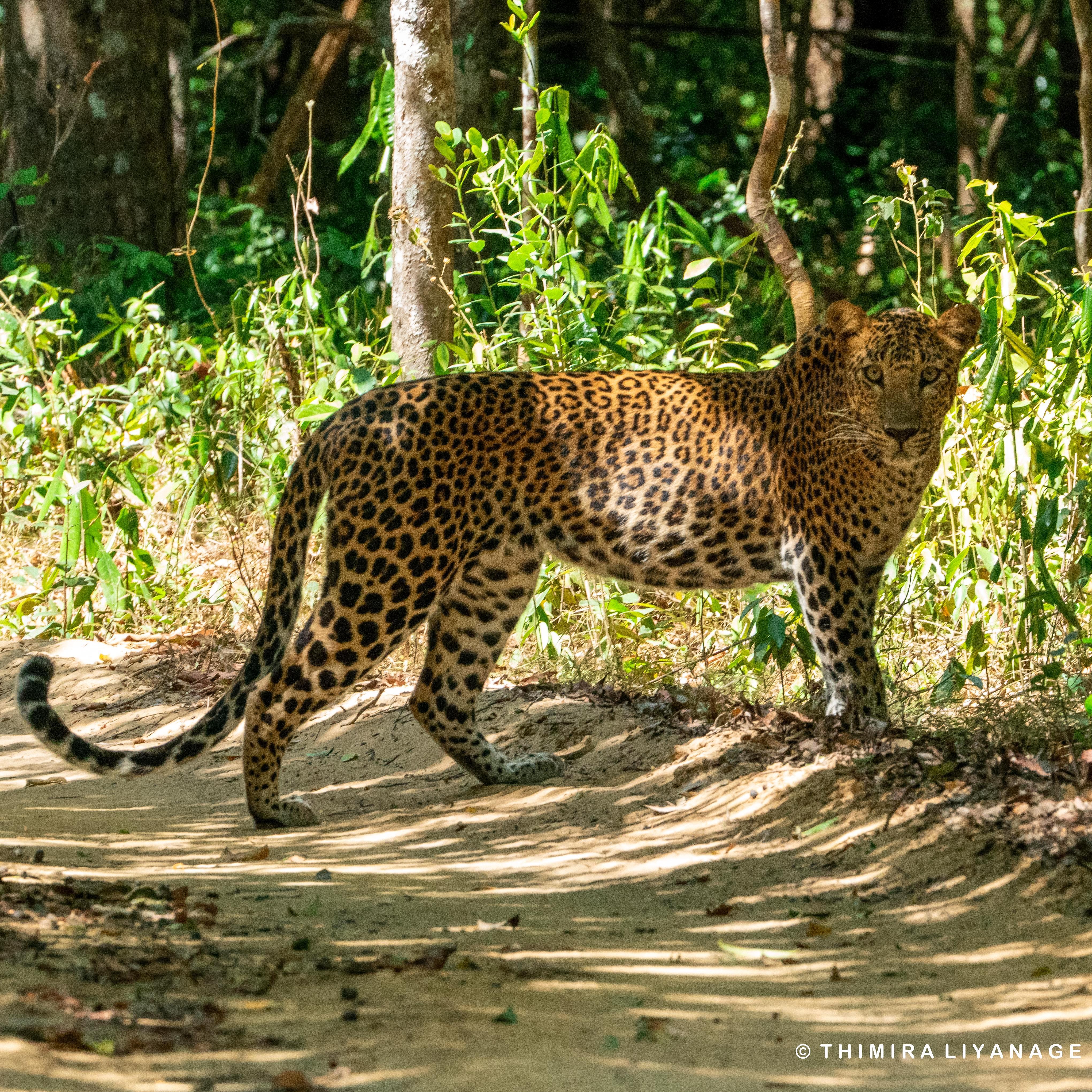 Safari wildlife photography