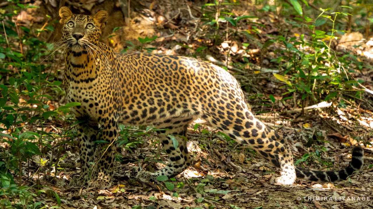 Safari wildlife photography