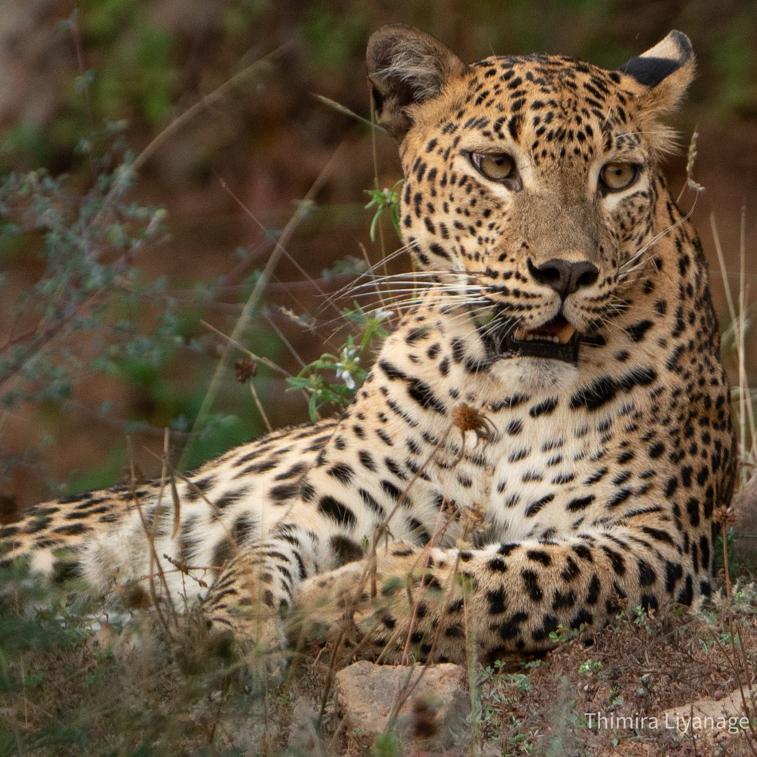 Safari wildlife photography