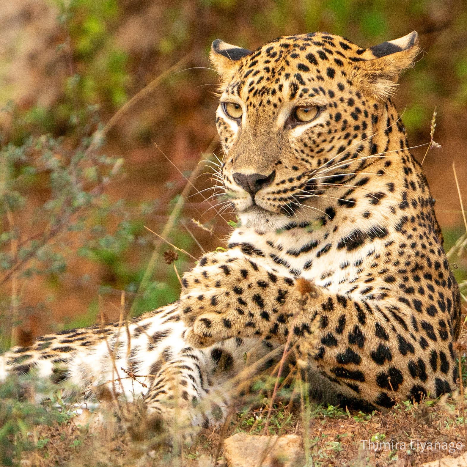 Safari wildlife photography