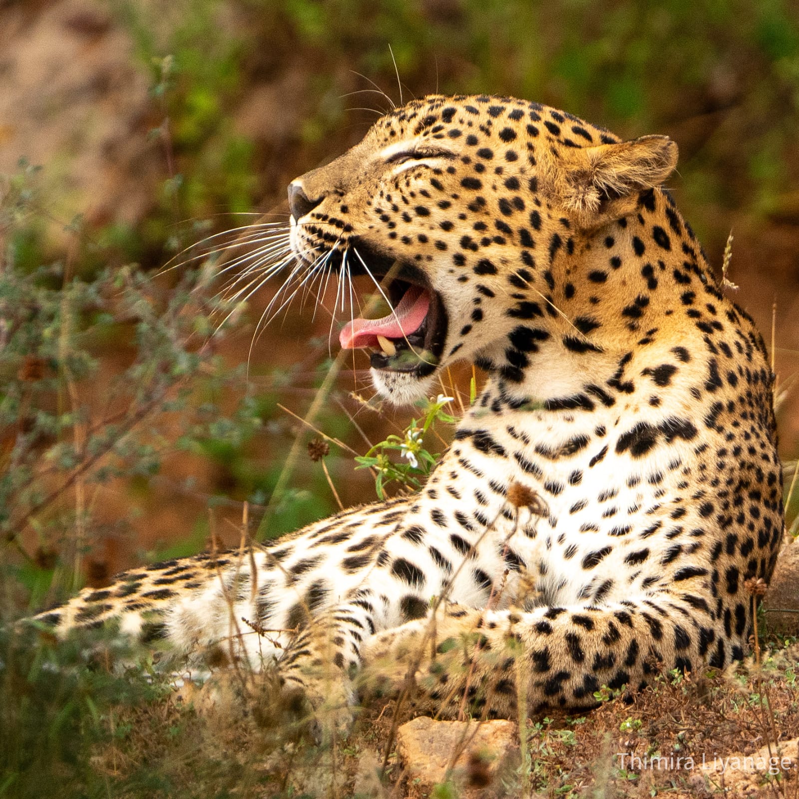 Safari wildlife photography