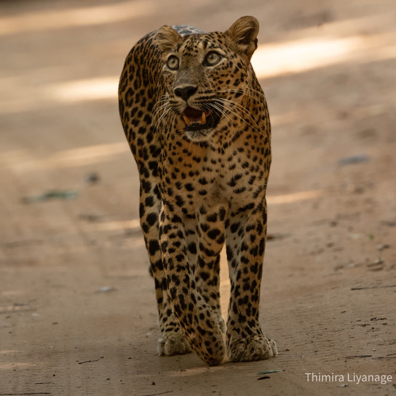 Safari wildlife photography
