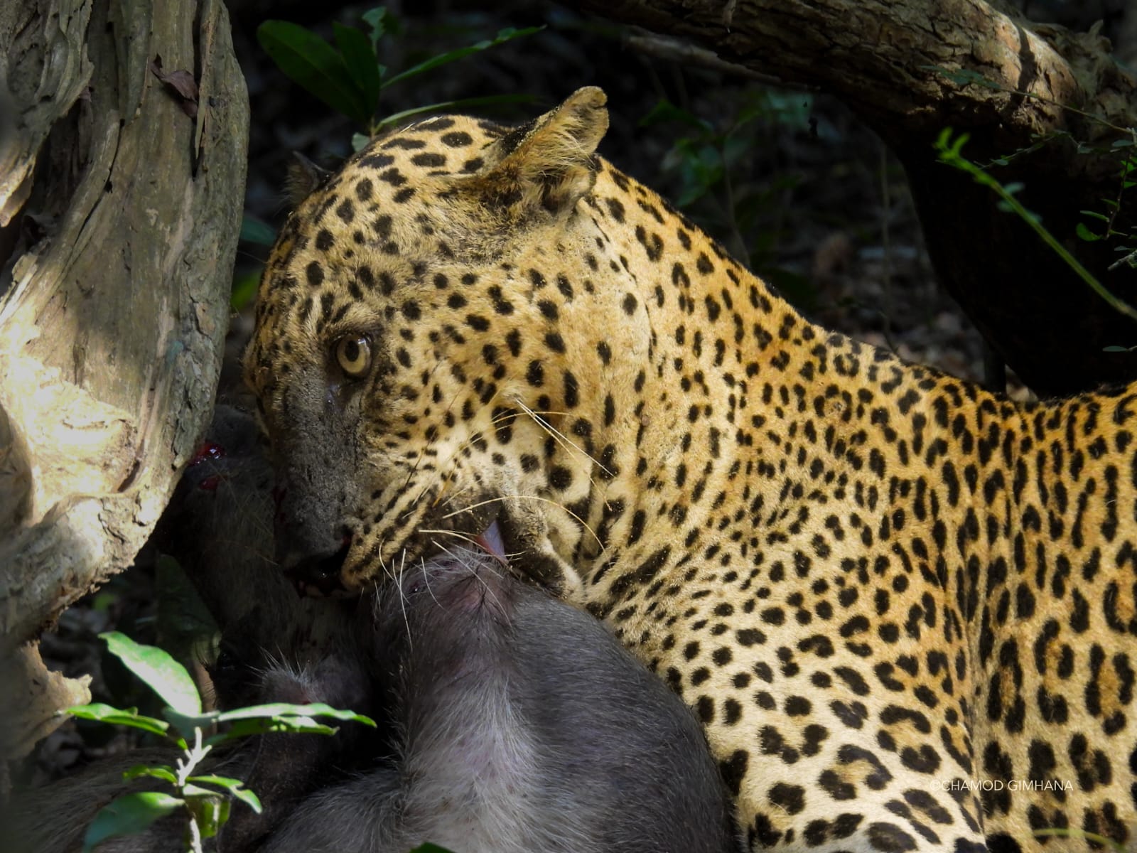 Safari wildlife photography