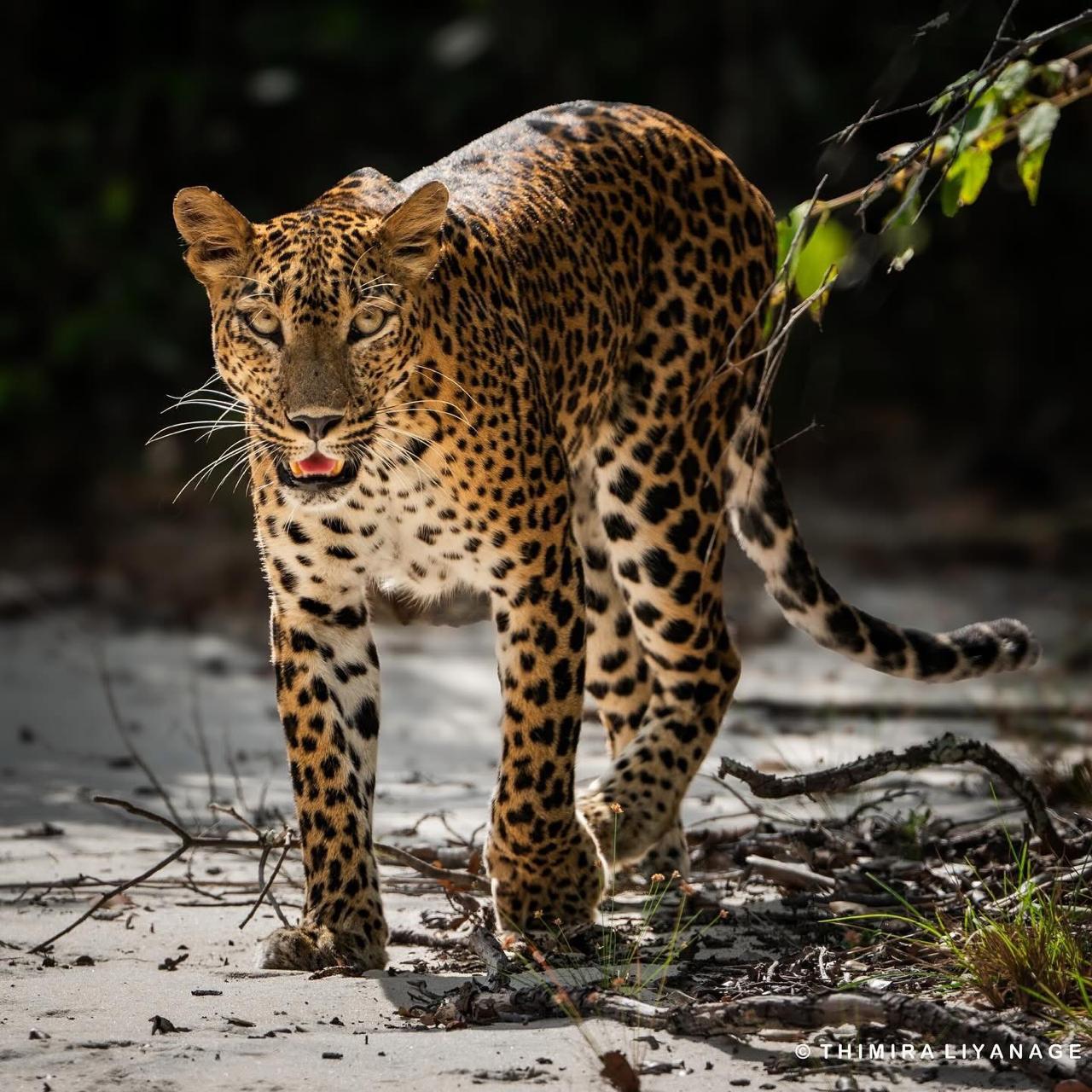 Safari wildlife photography