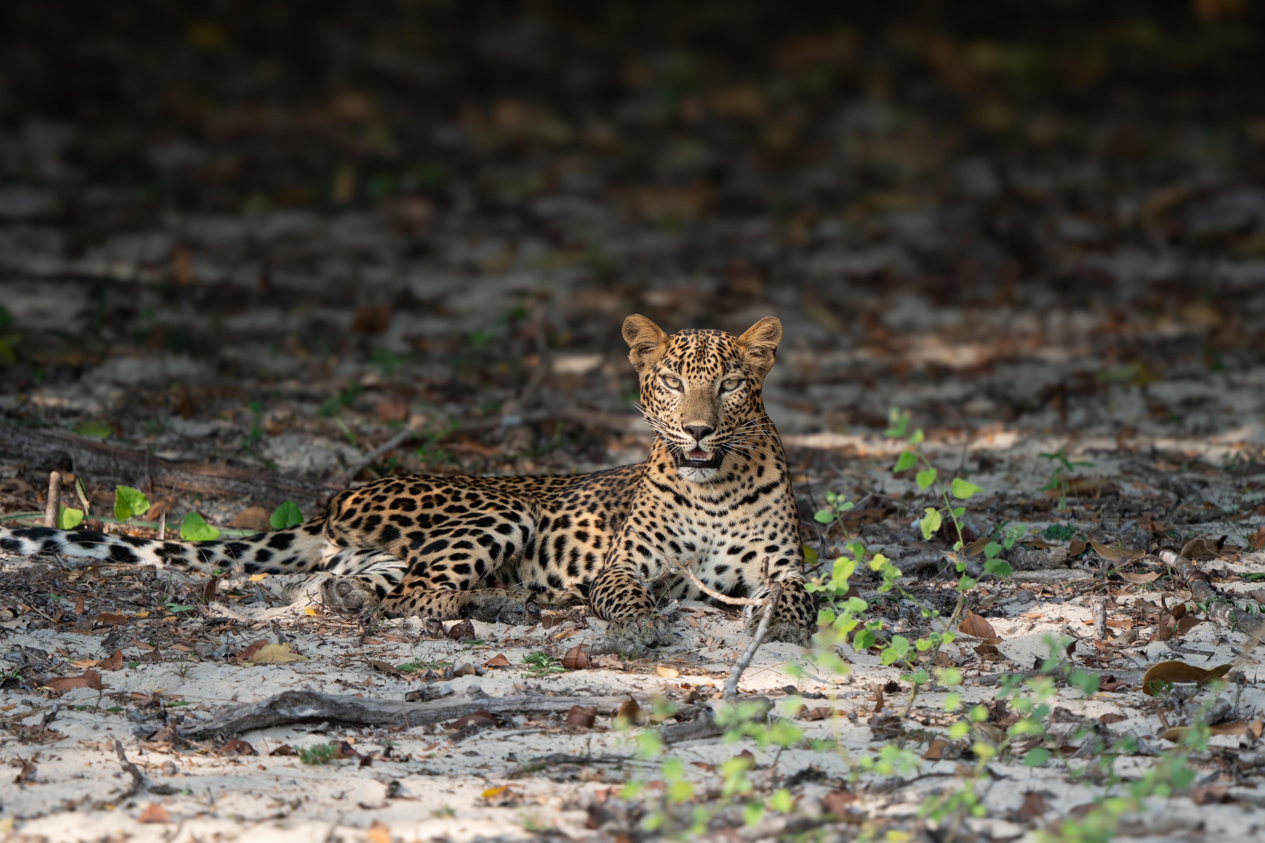 Safari wildlife photography