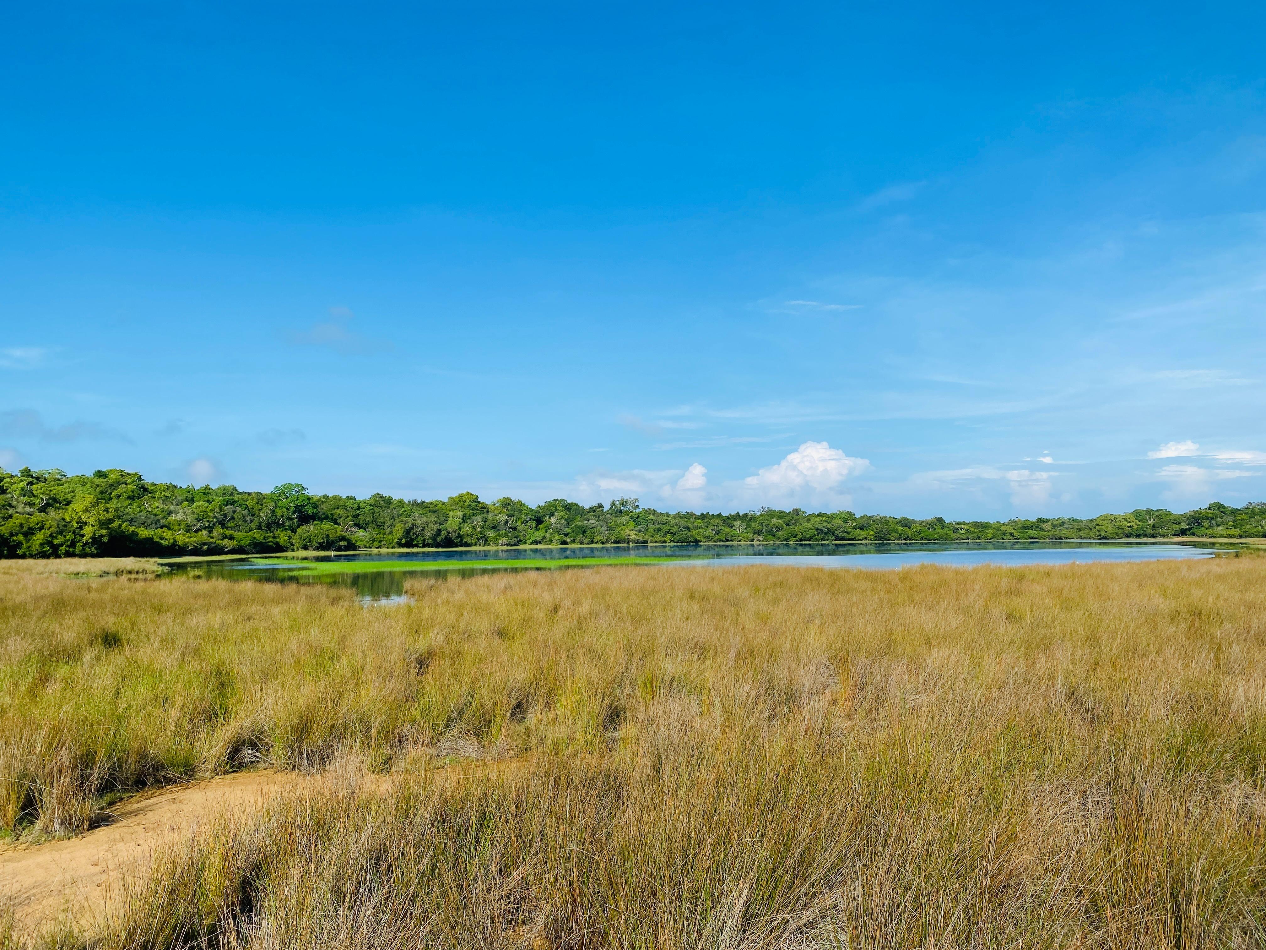 Safari wildlife photography