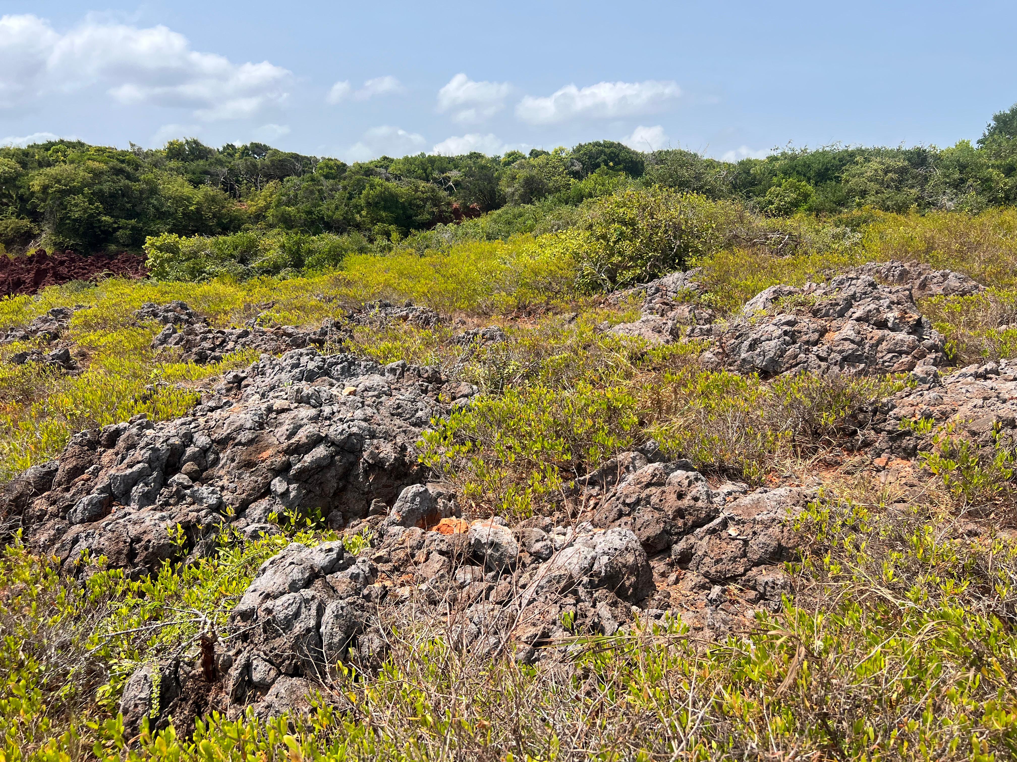 Safari wildlife photography
