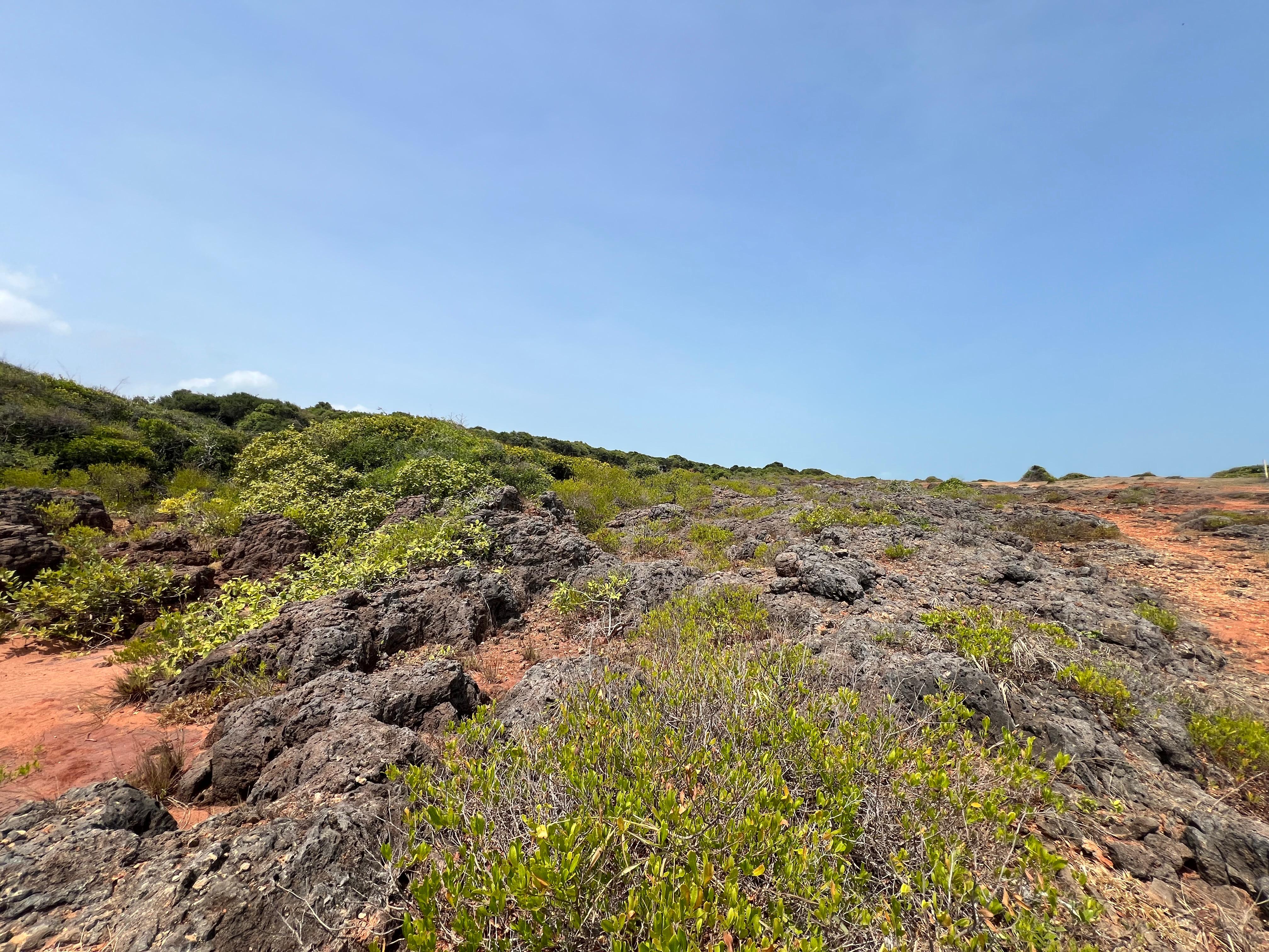 Safari wildlife photography