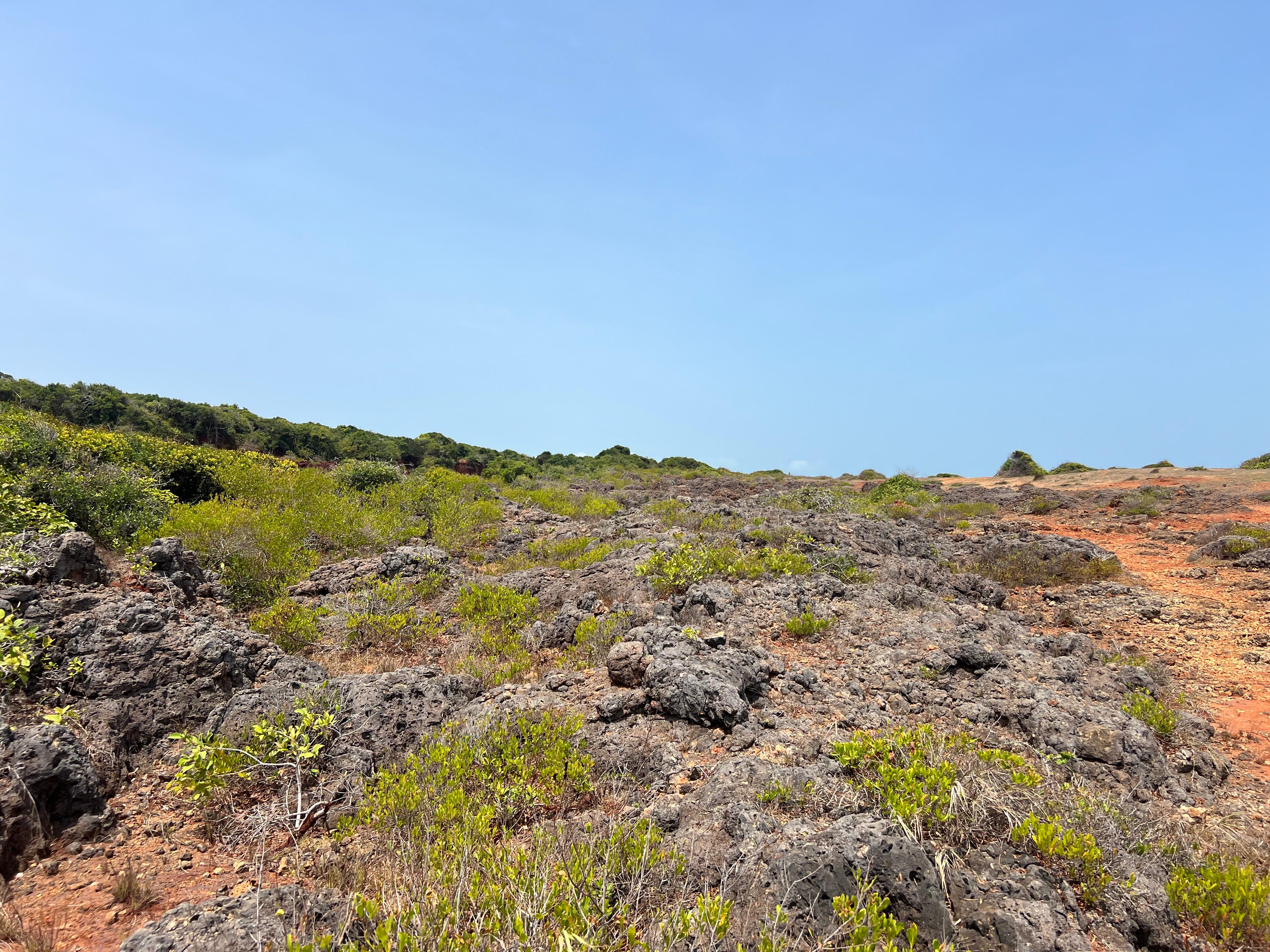 Safari wildlife photography