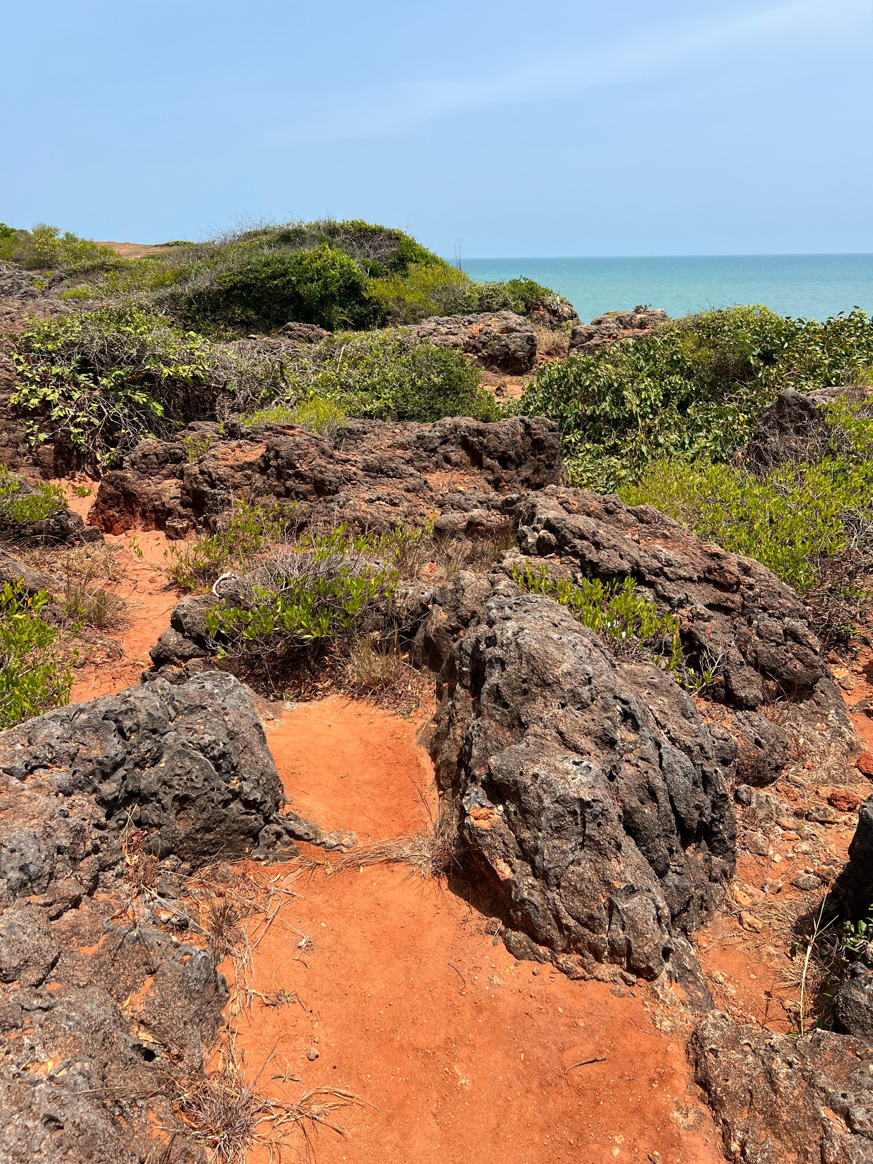 Safari wildlife photography