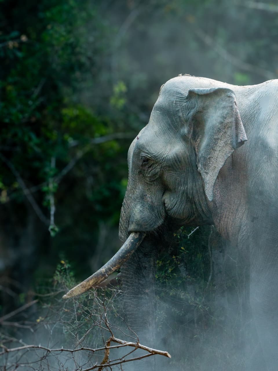 Safari wildlife photography