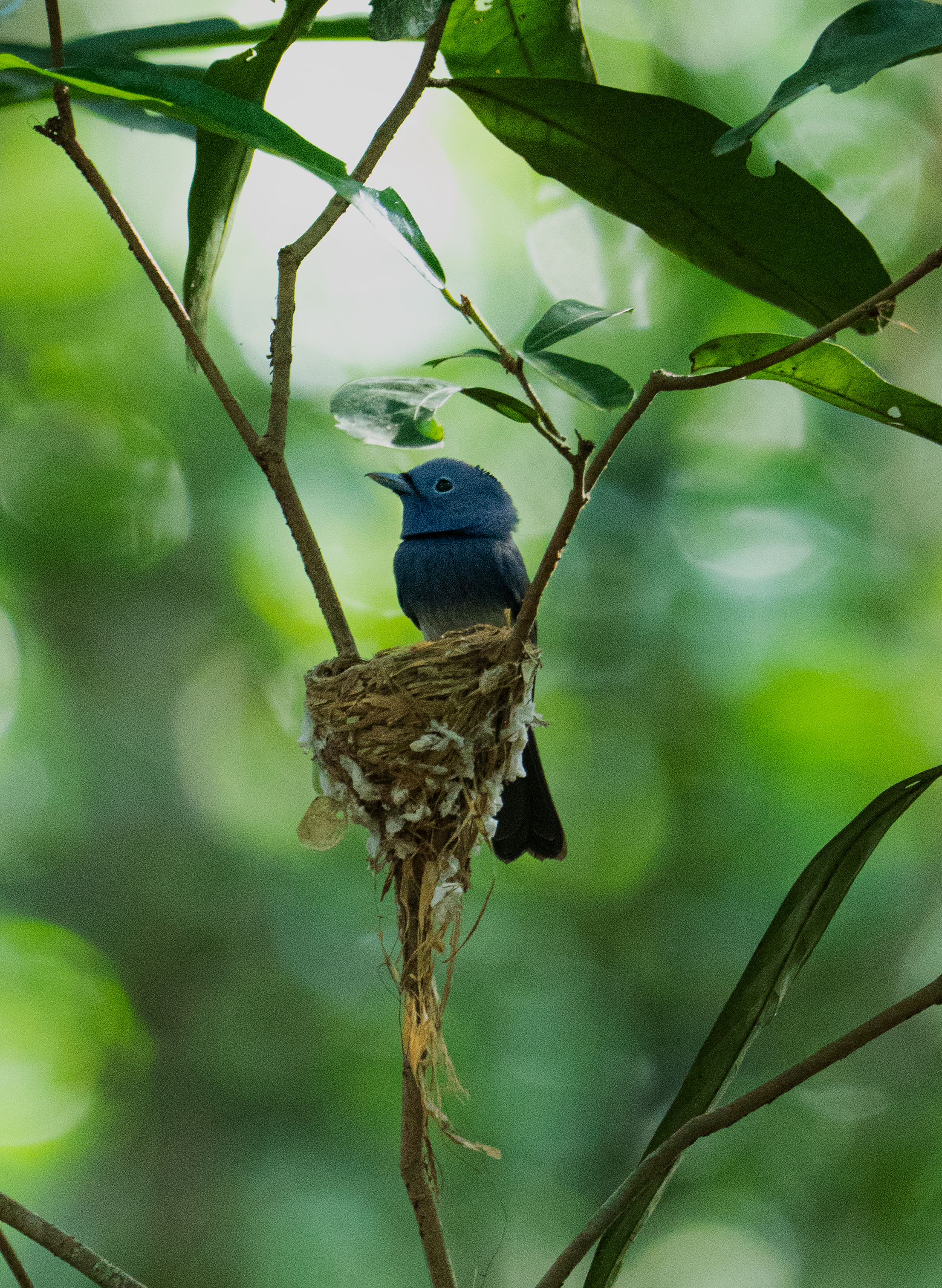Safari wildlife photography
