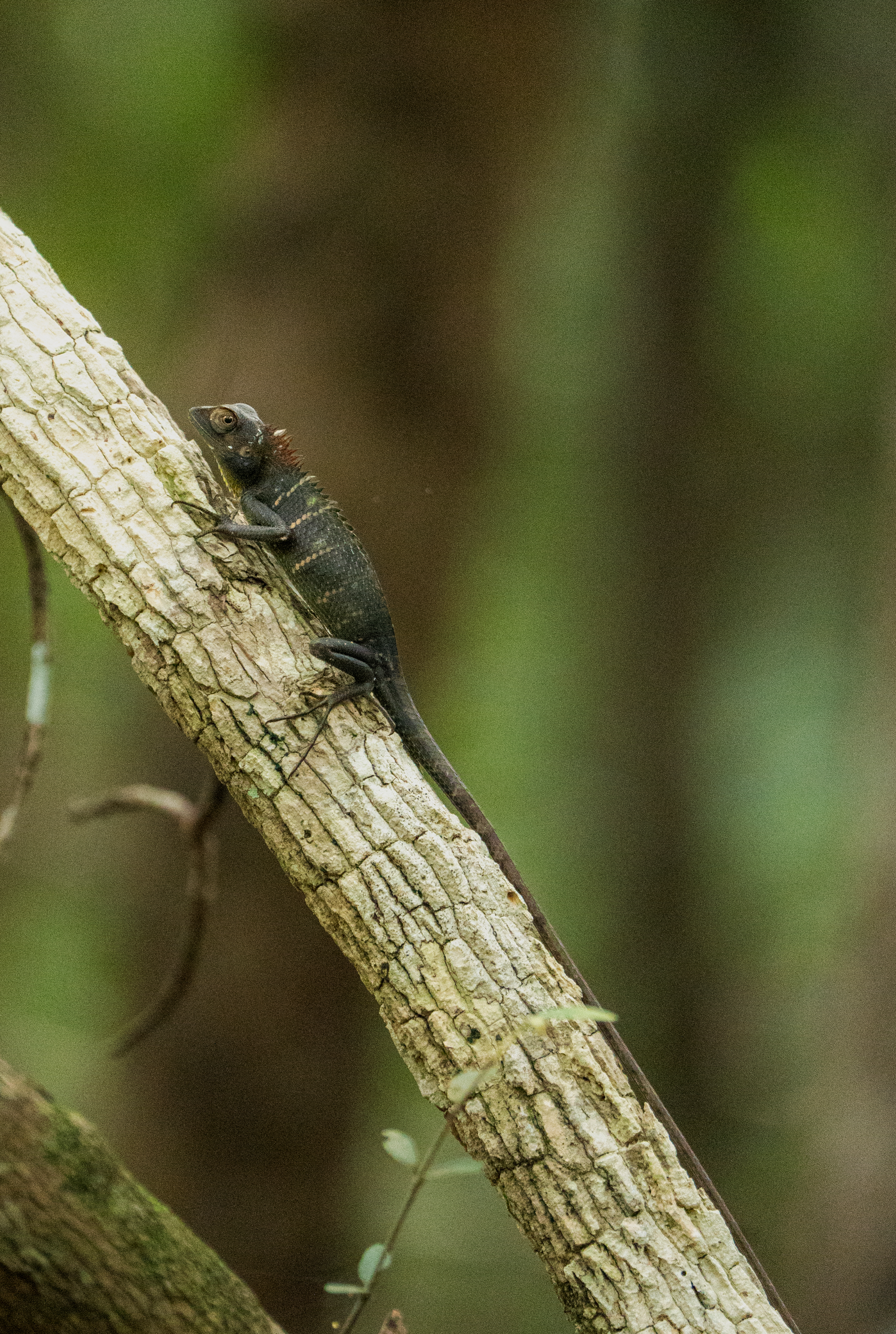 Safari wildlife photography