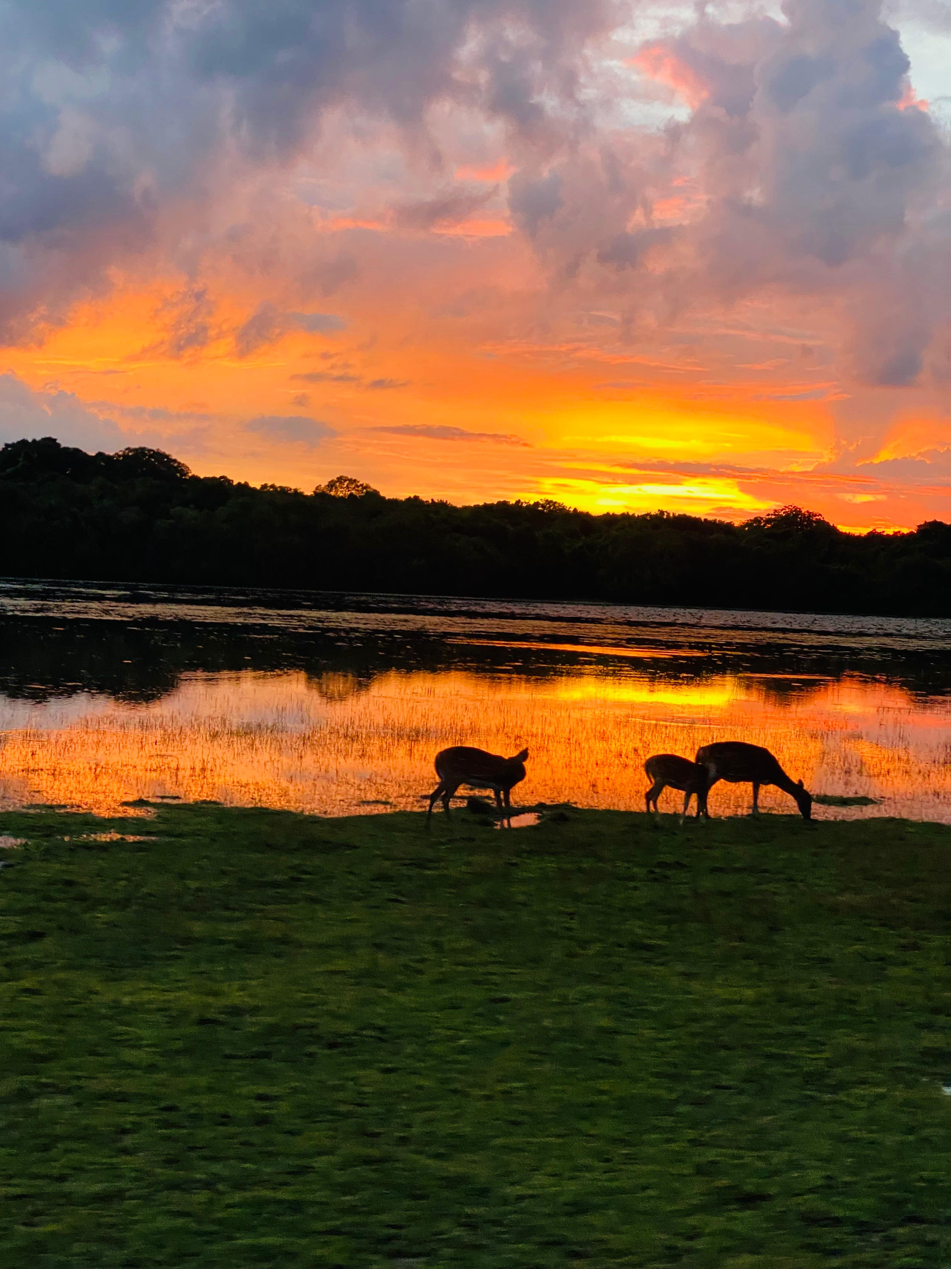 Safari wildlife photography