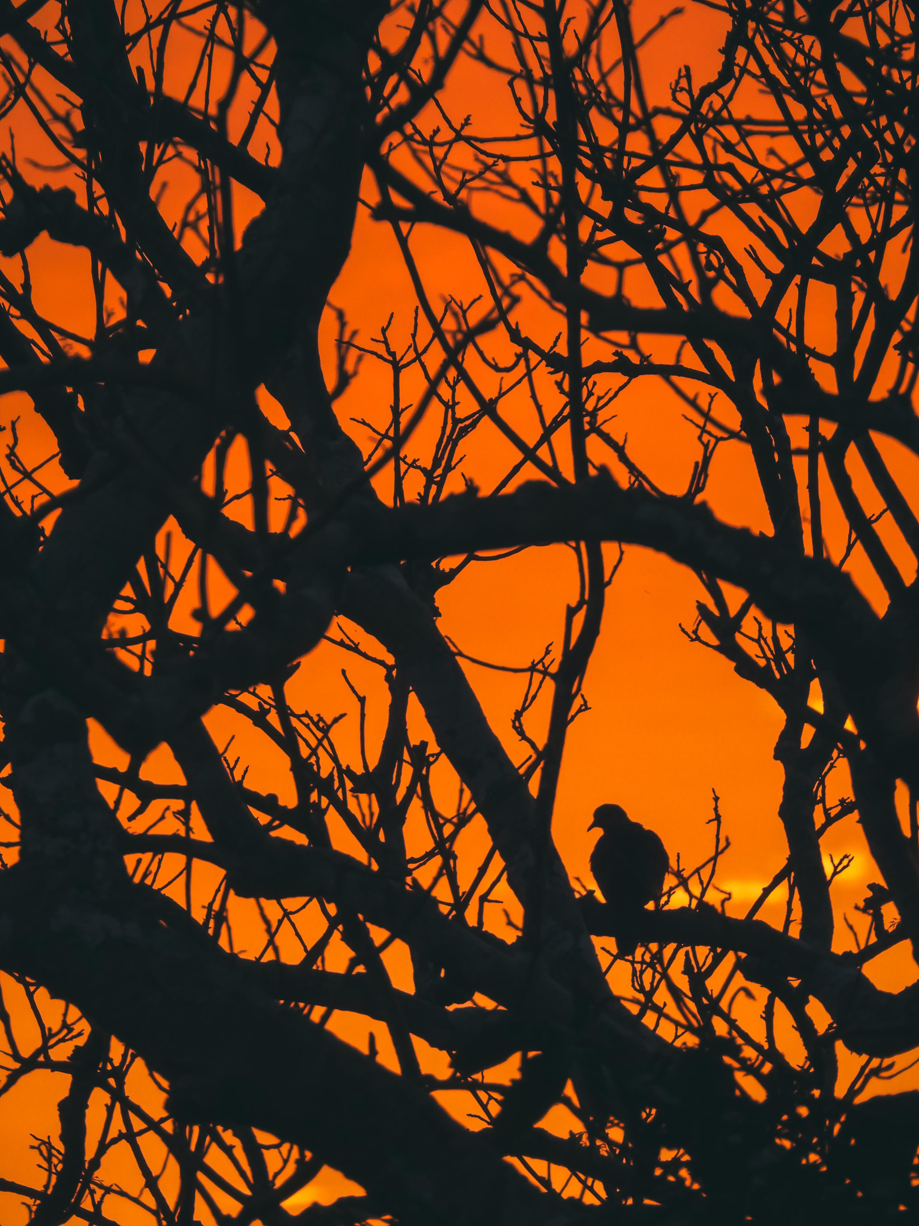 Safari wildlife photography