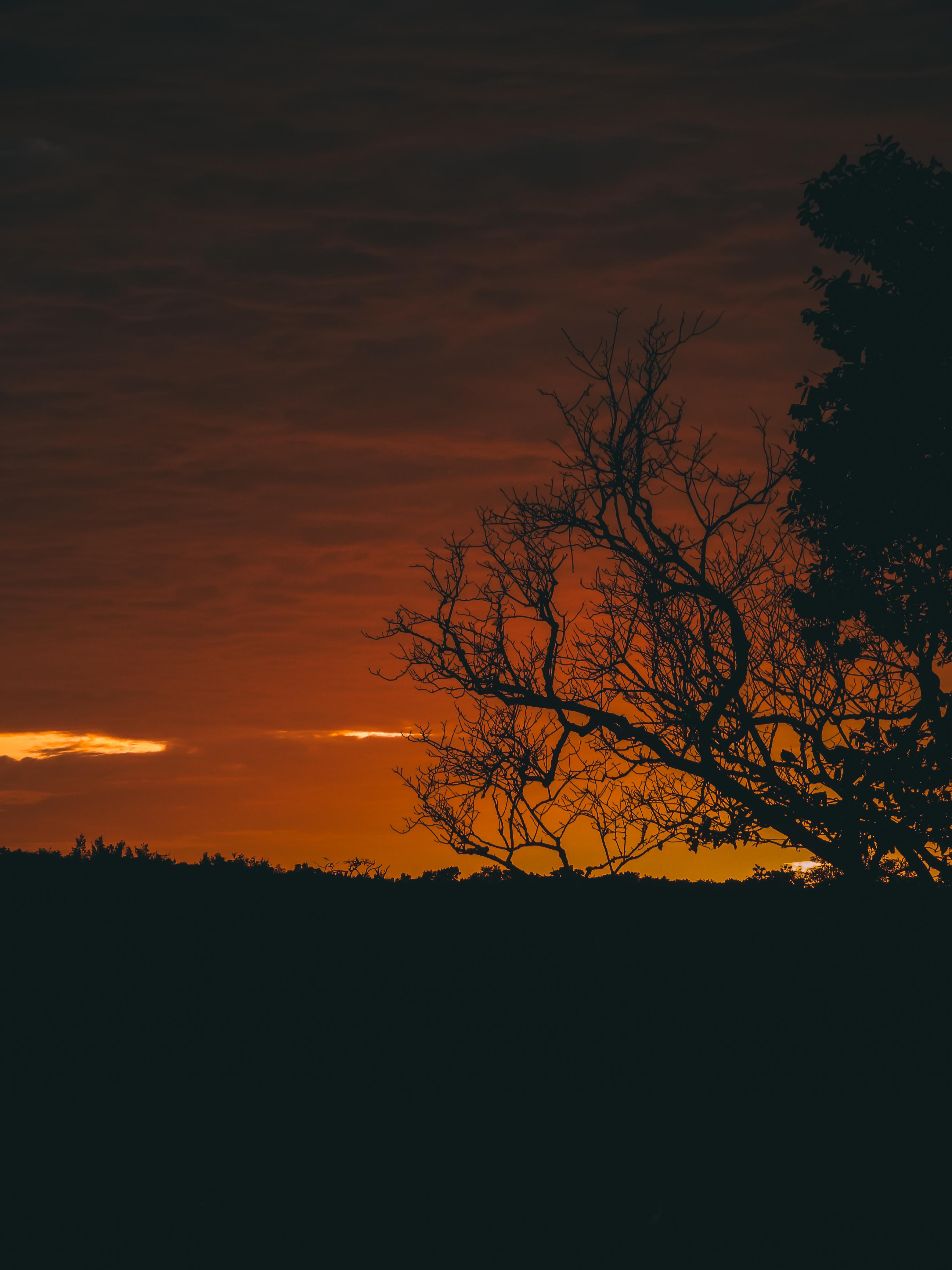 Safari wildlife photography