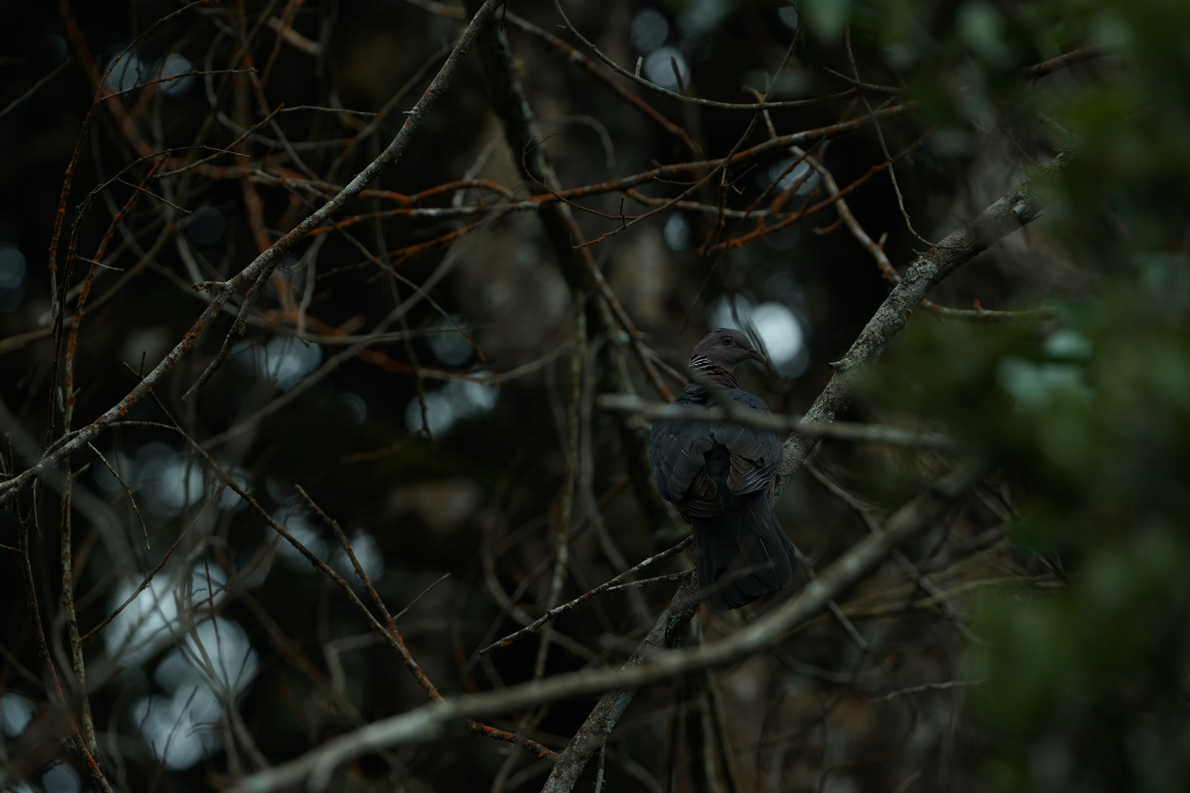 Safari wildlife photography