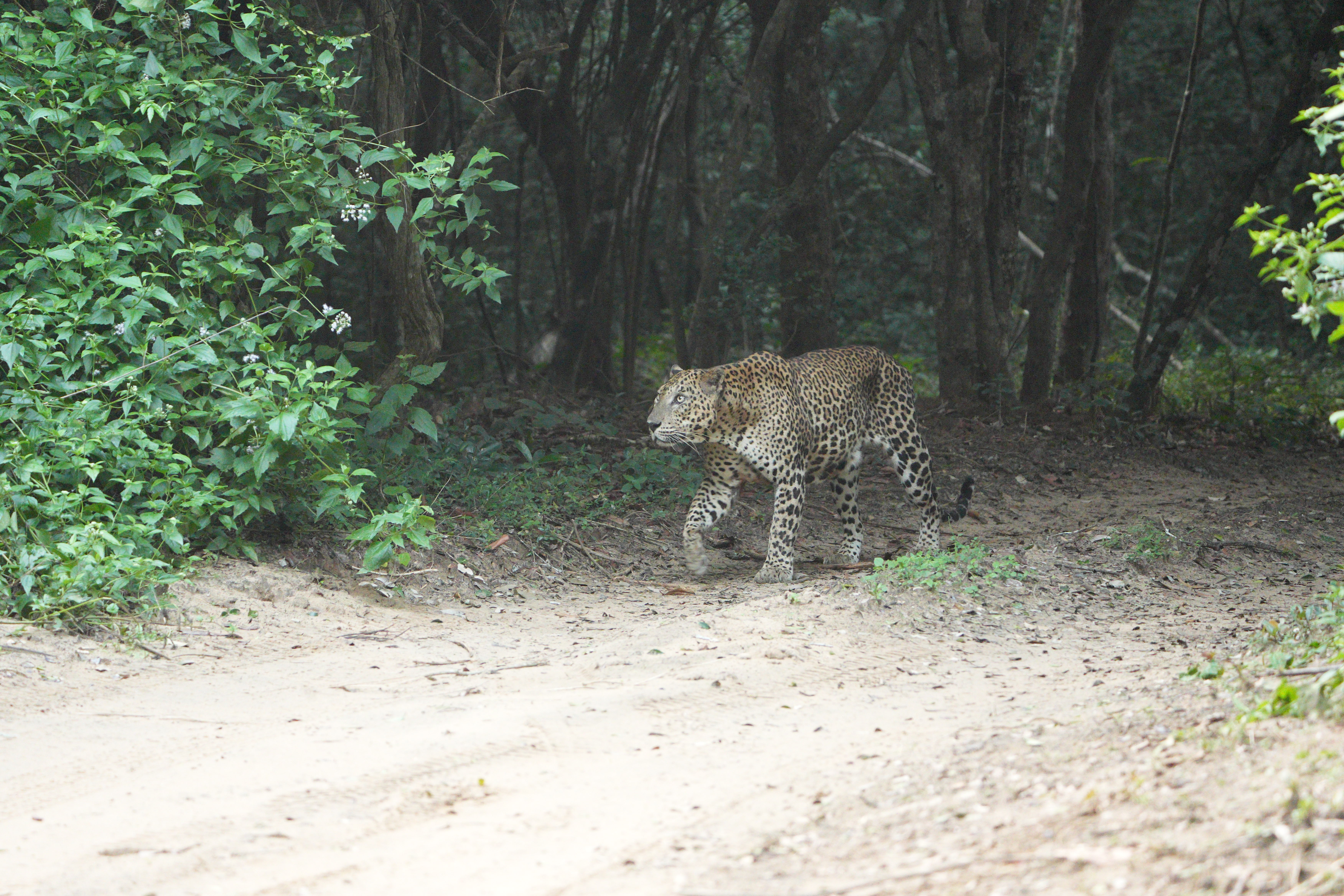 Safari wildlife photography