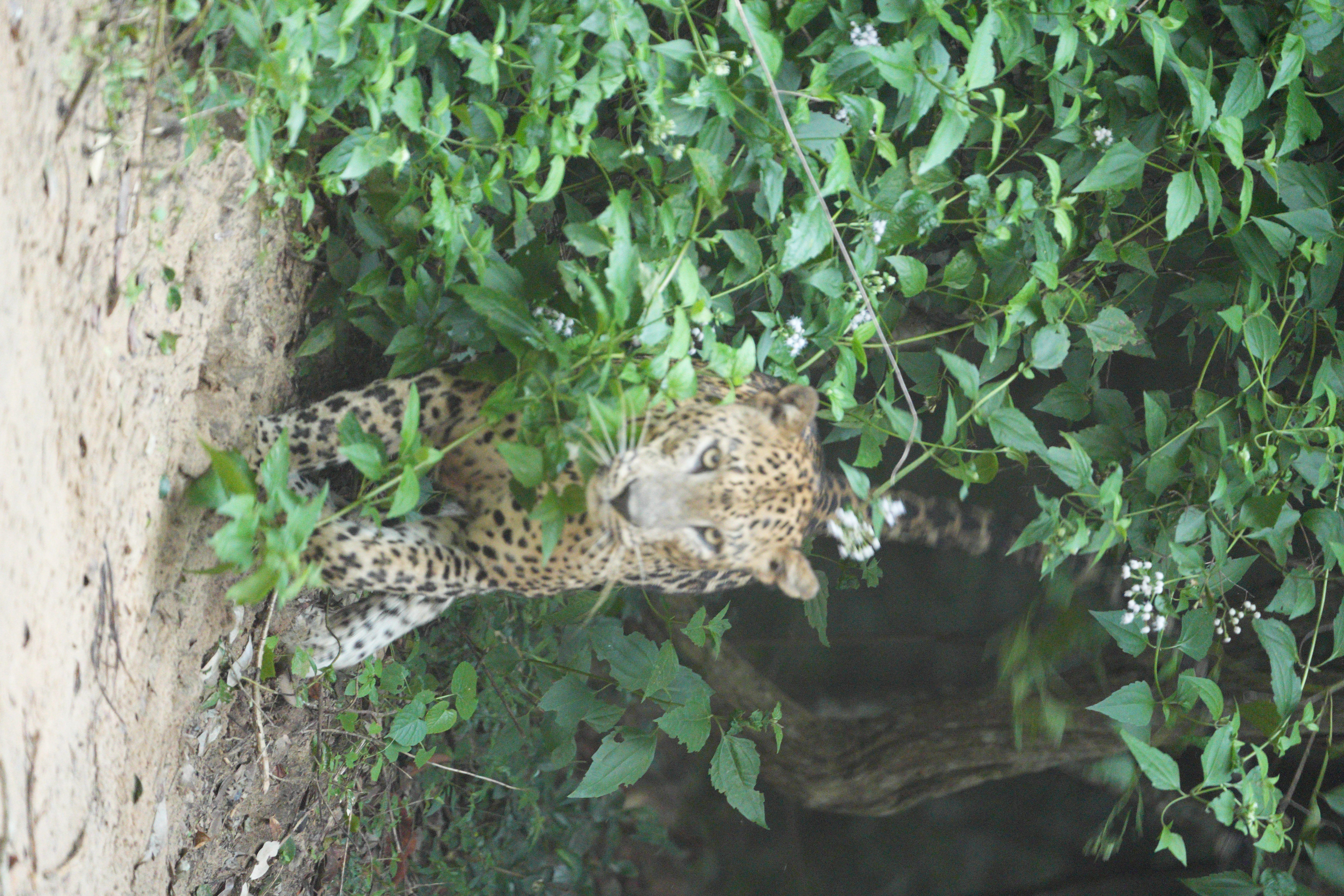 Safari wildlife photography