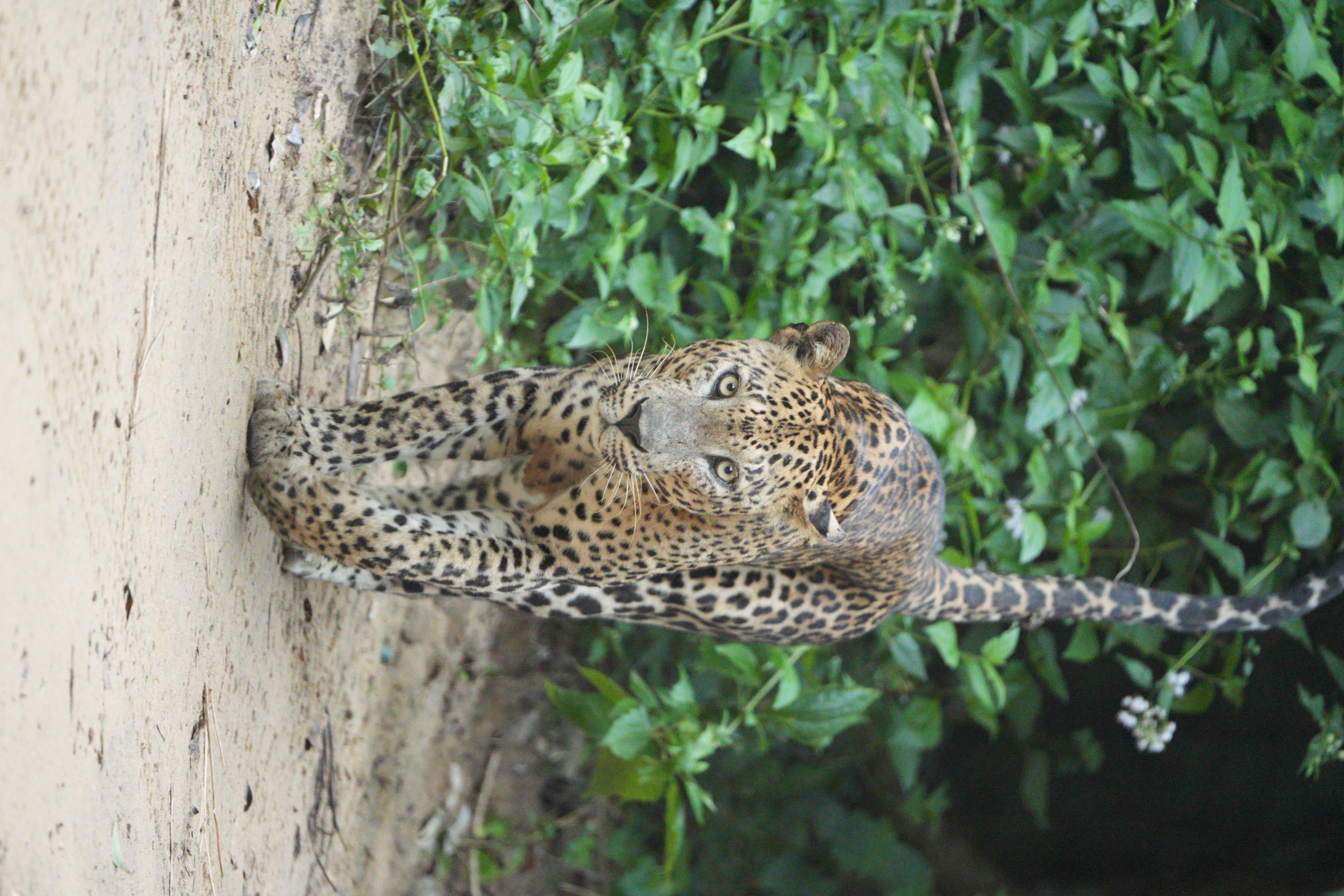 Safari wildlife photography