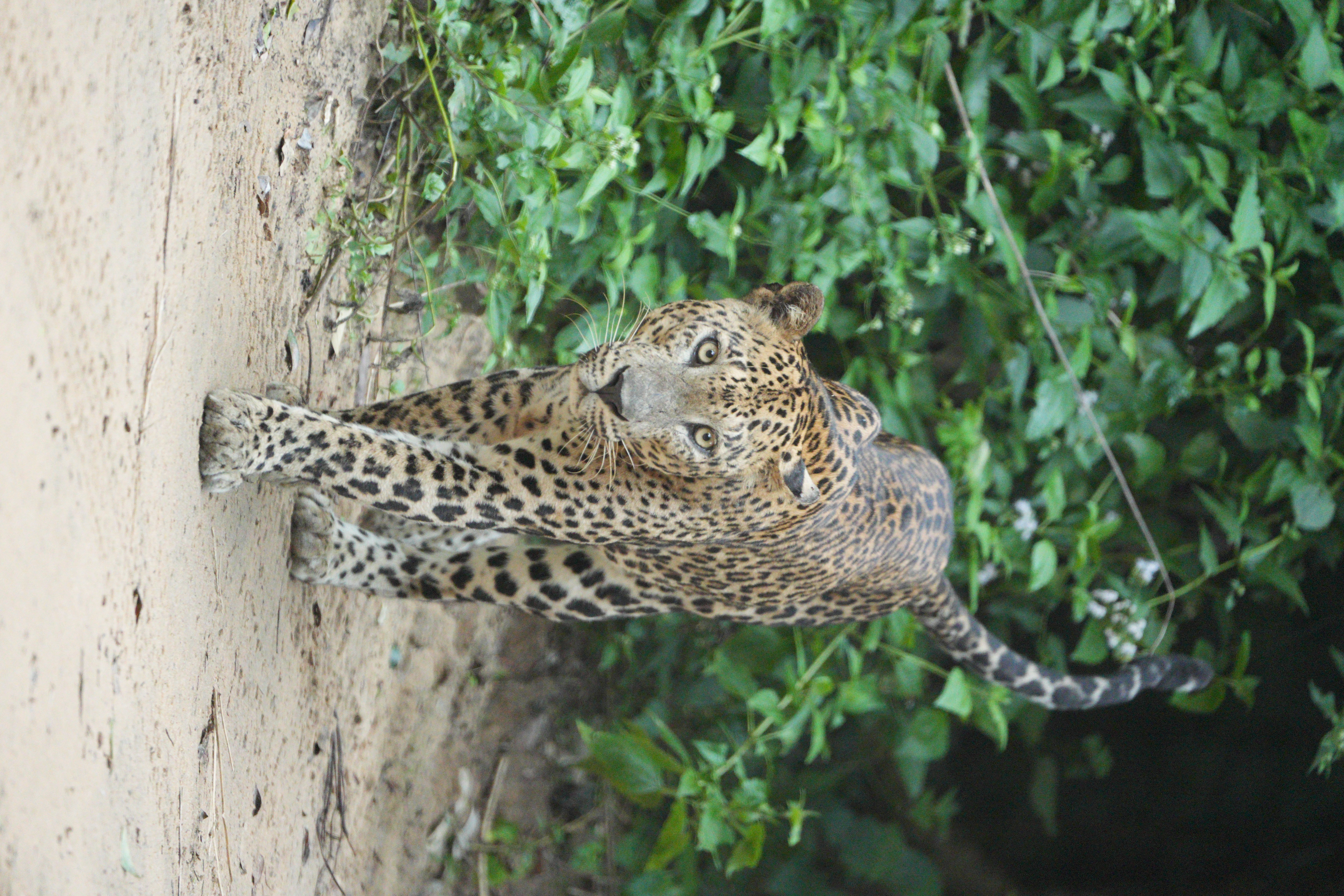 Safari wildlife photography