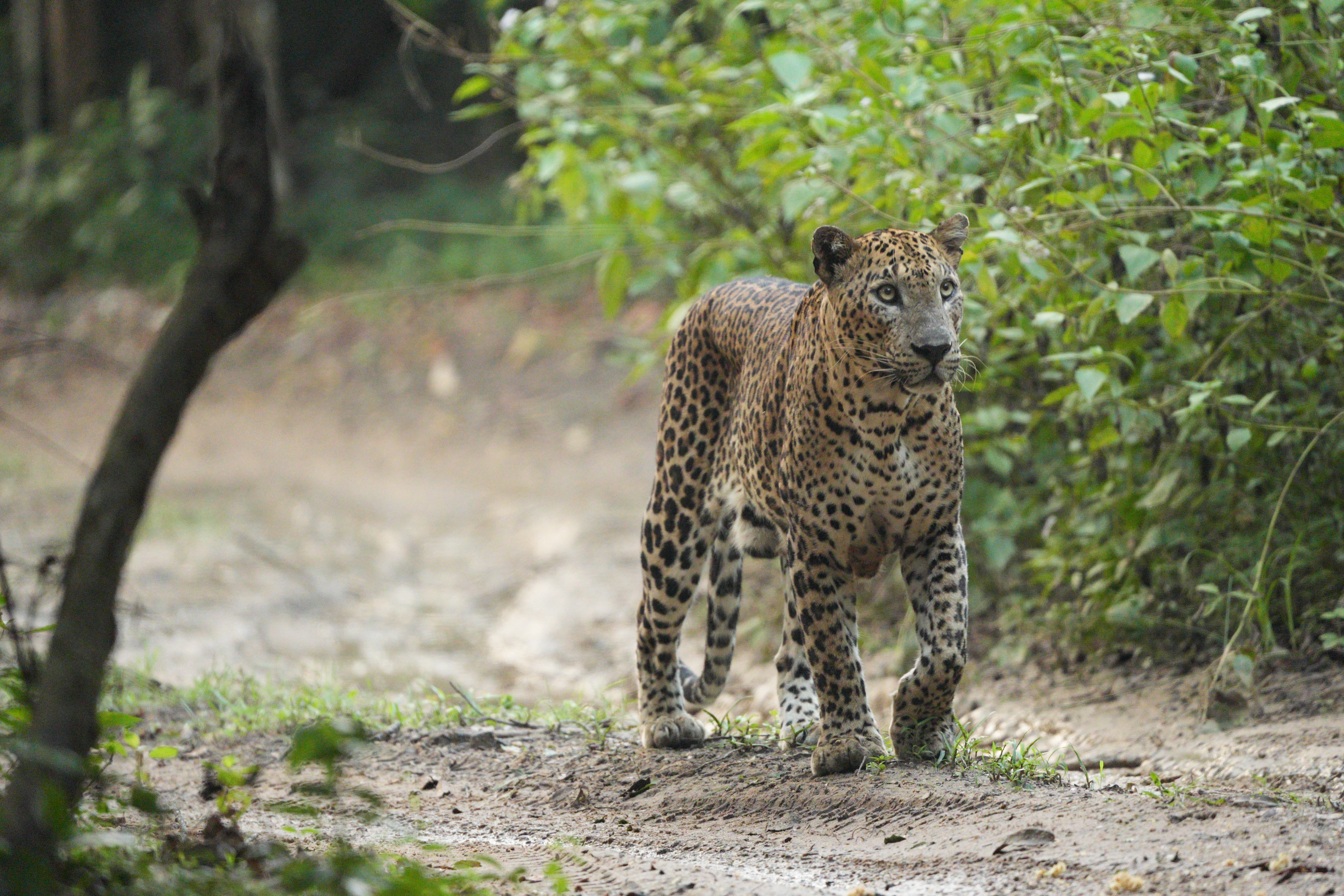 Safari wildlife photography