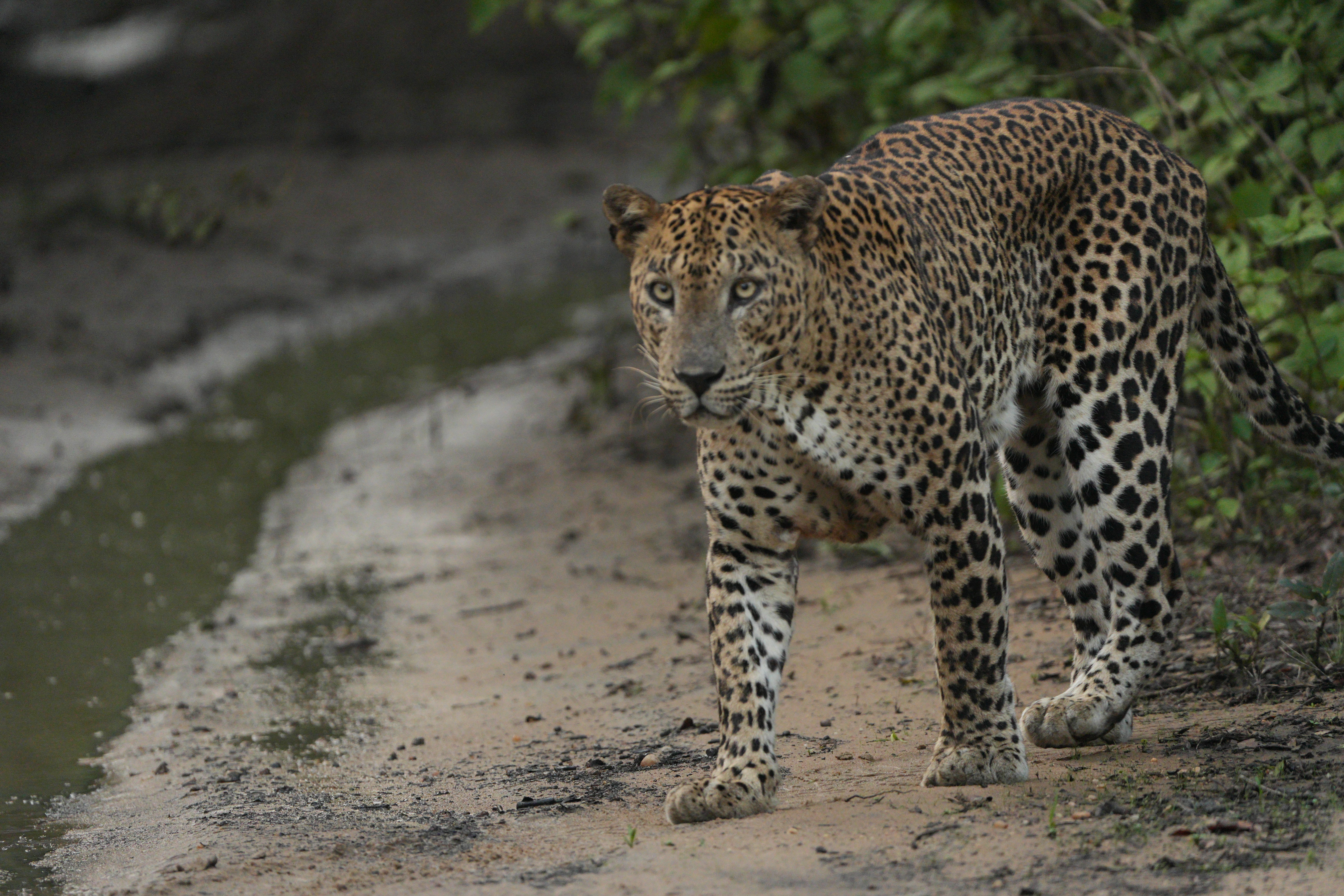 Safari wildlife photography