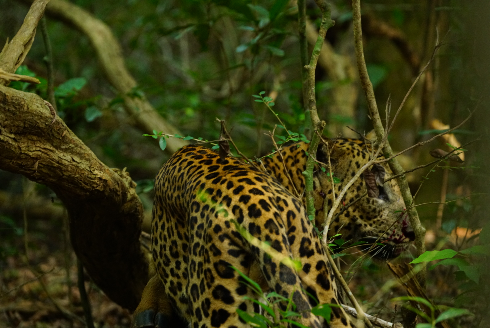 Safari wildlife photography