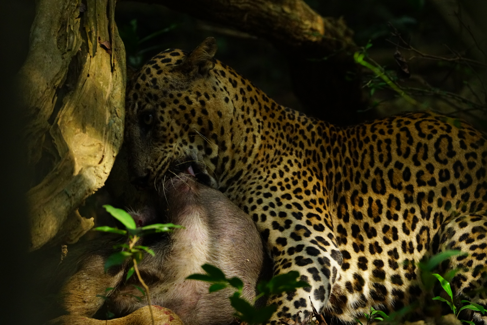 Safari wildlife photography