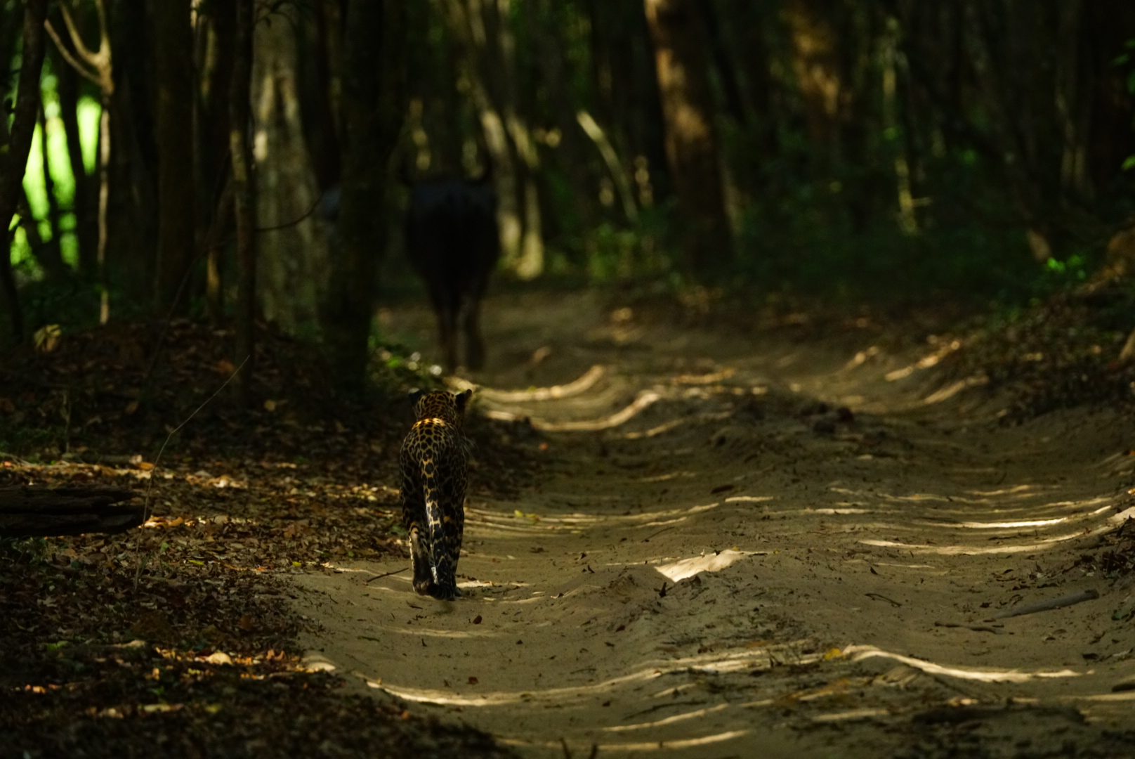 Safari wildlife photography