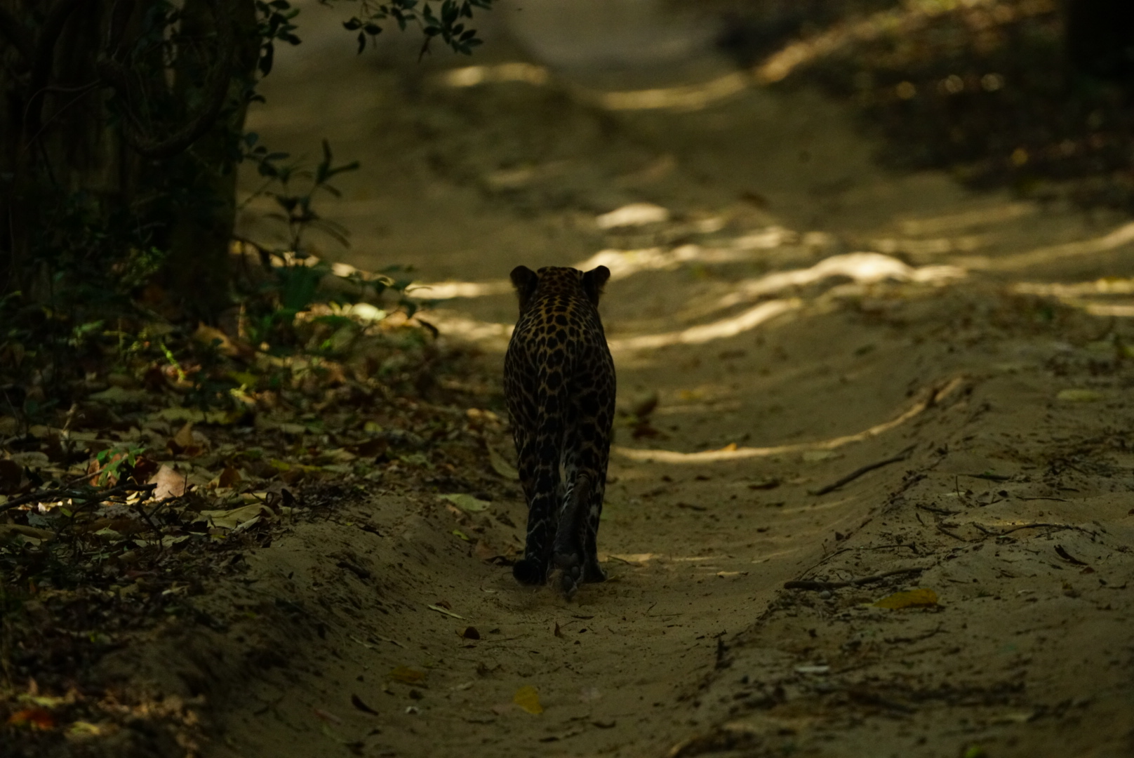 Safari wildlife photography