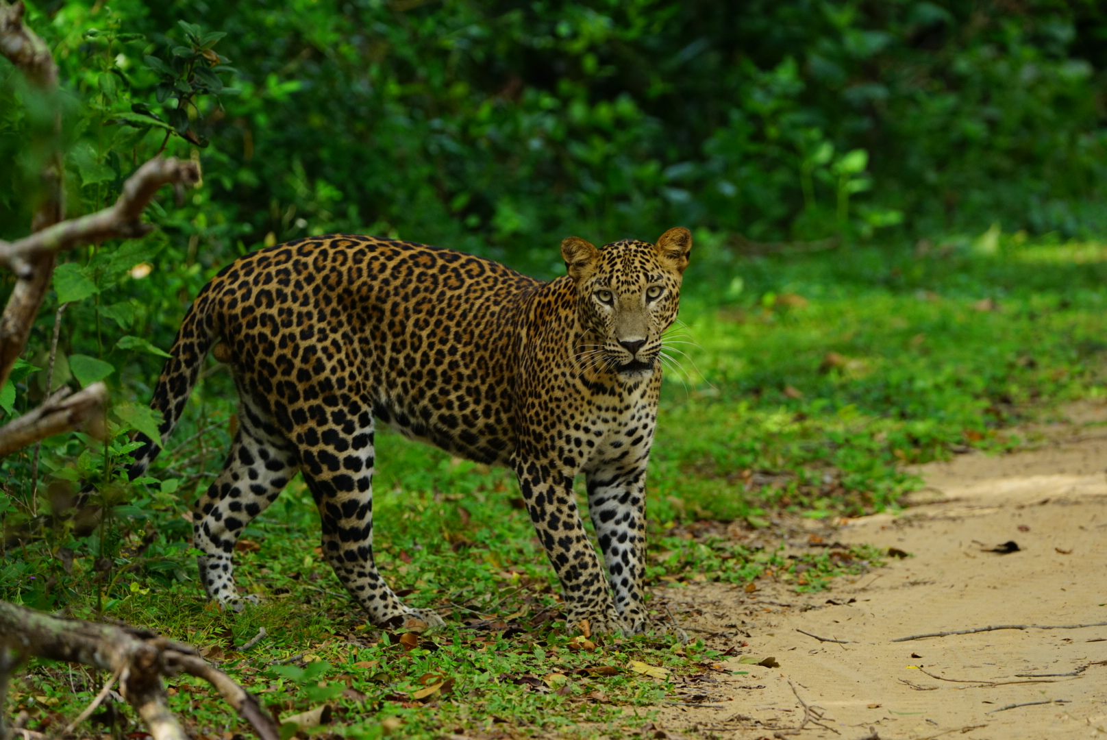 Safari wildlife photography