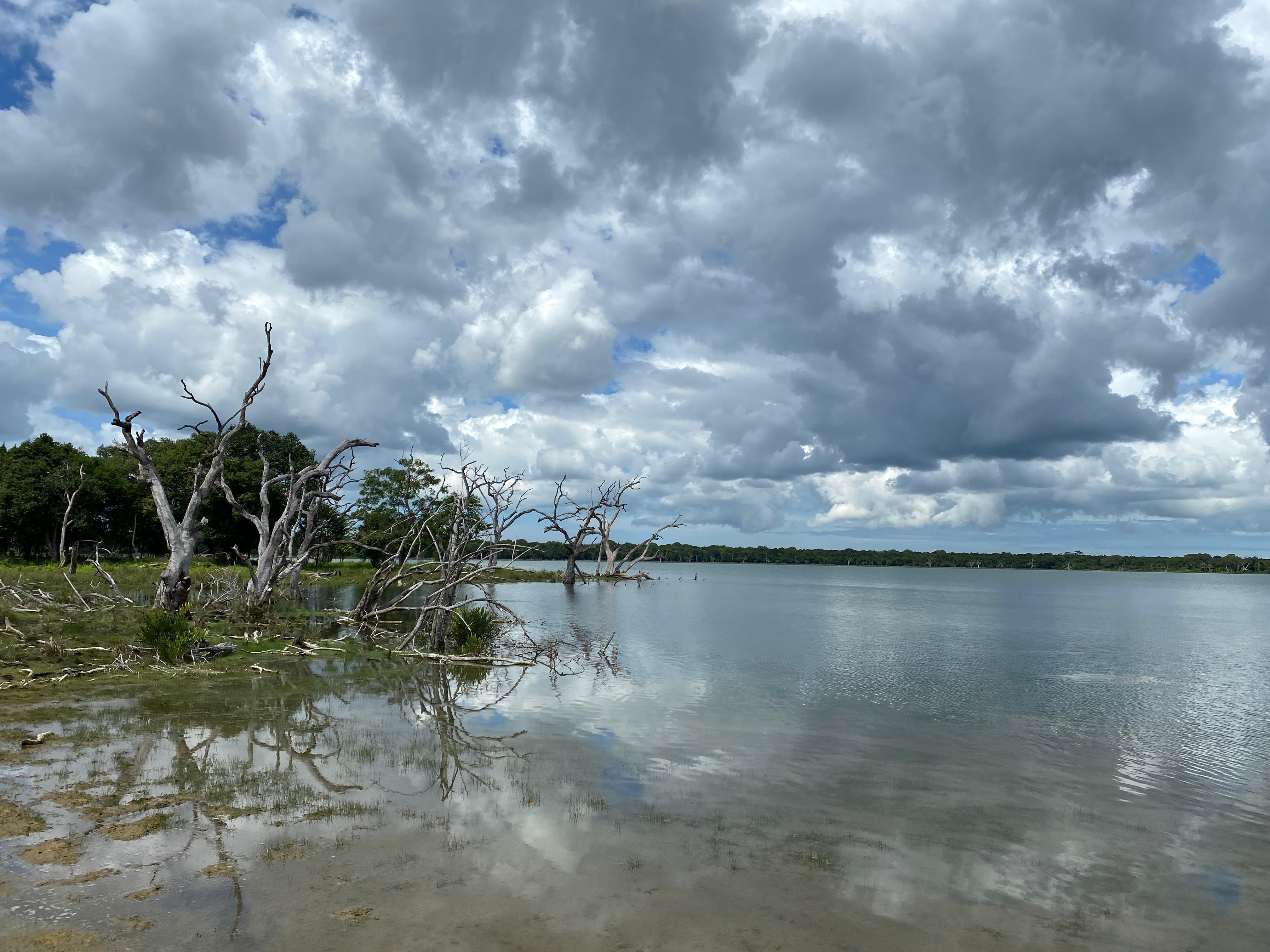 Safari wildlife photography