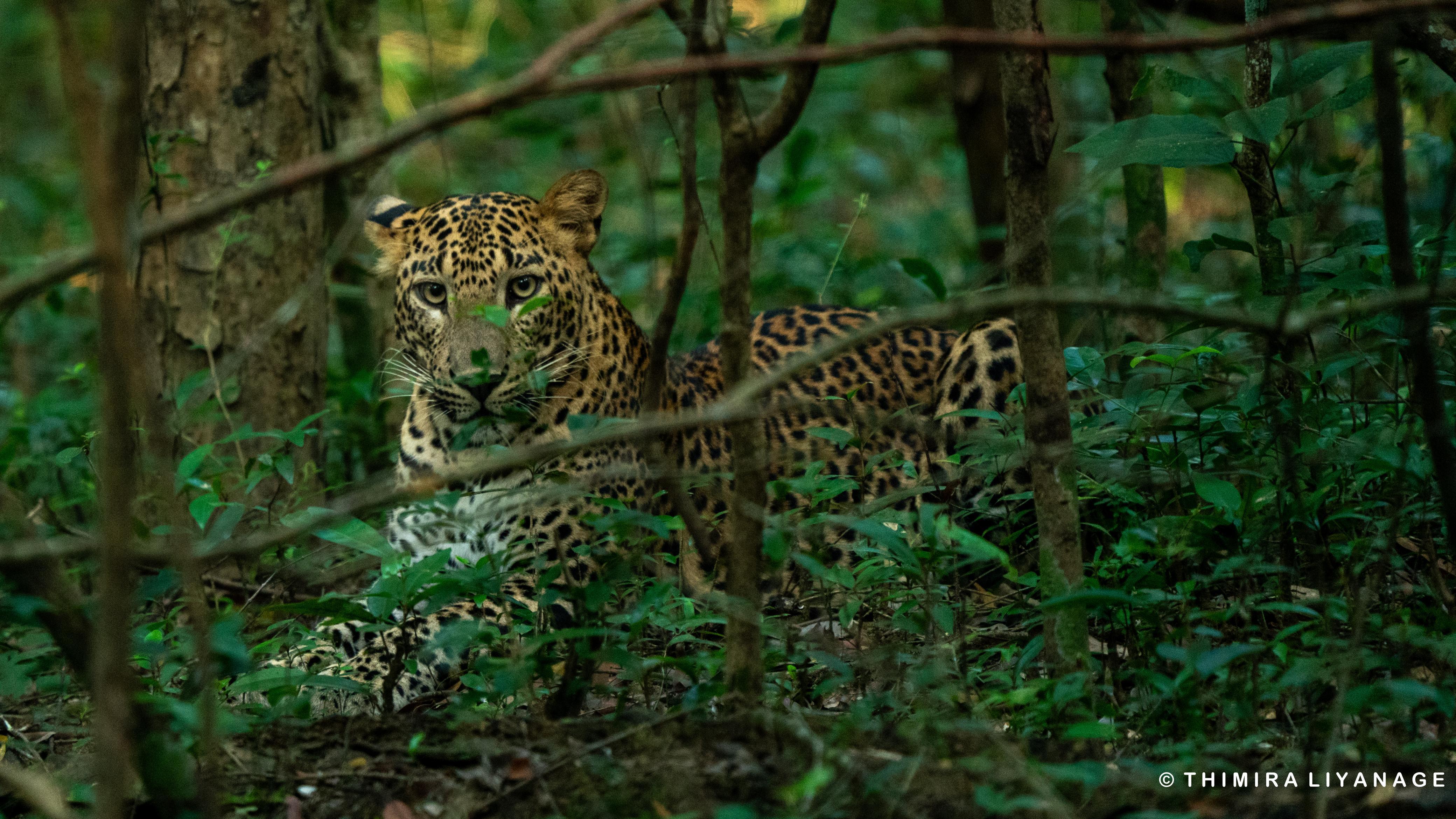 Safari wildlife photography