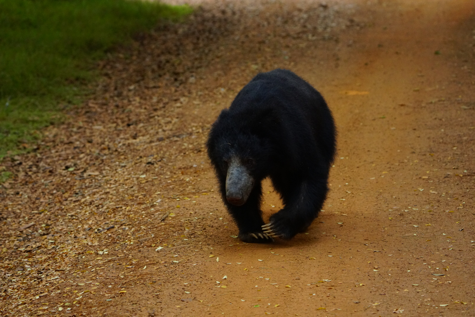 Safari wildlife photography