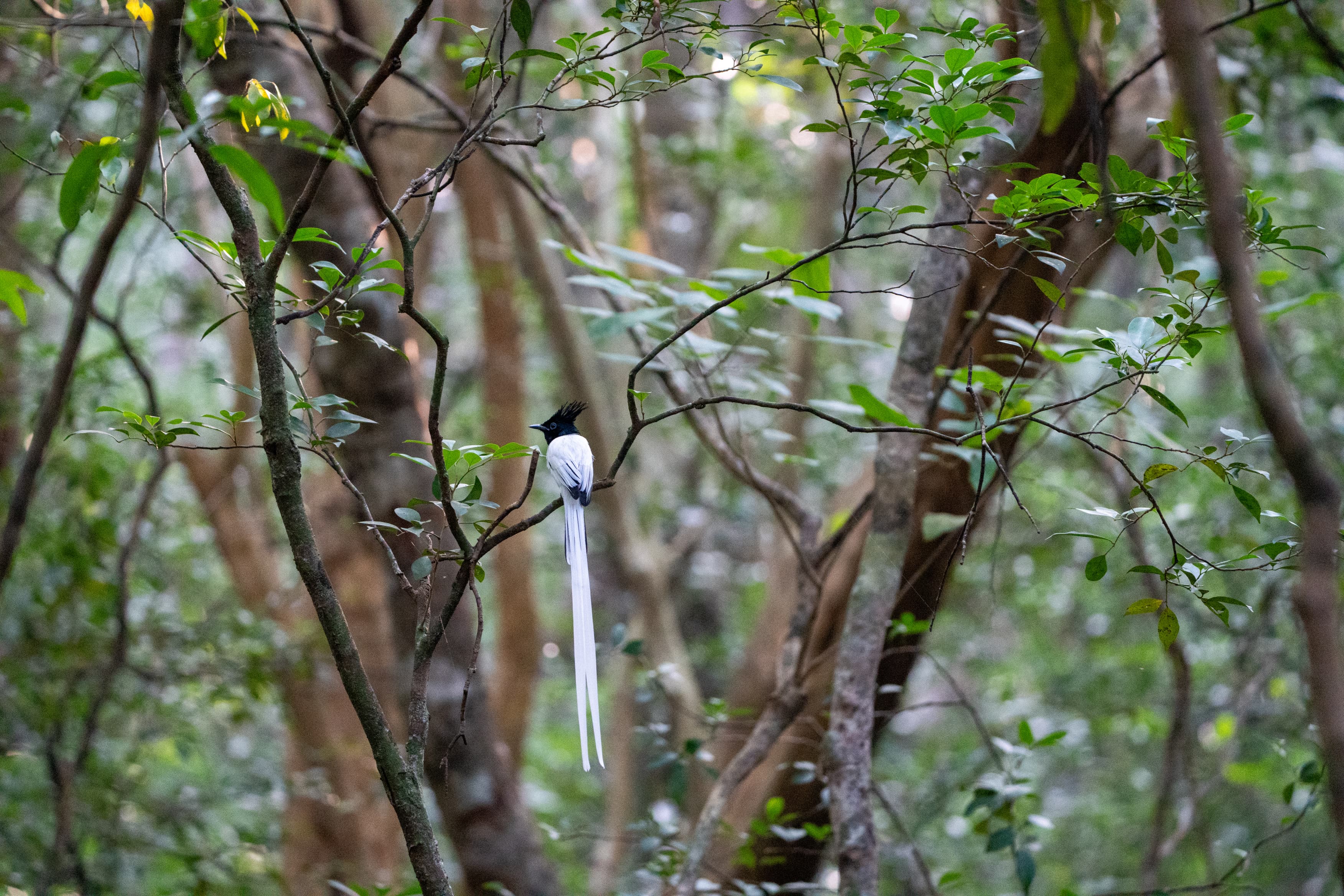 Safari wildlife photography