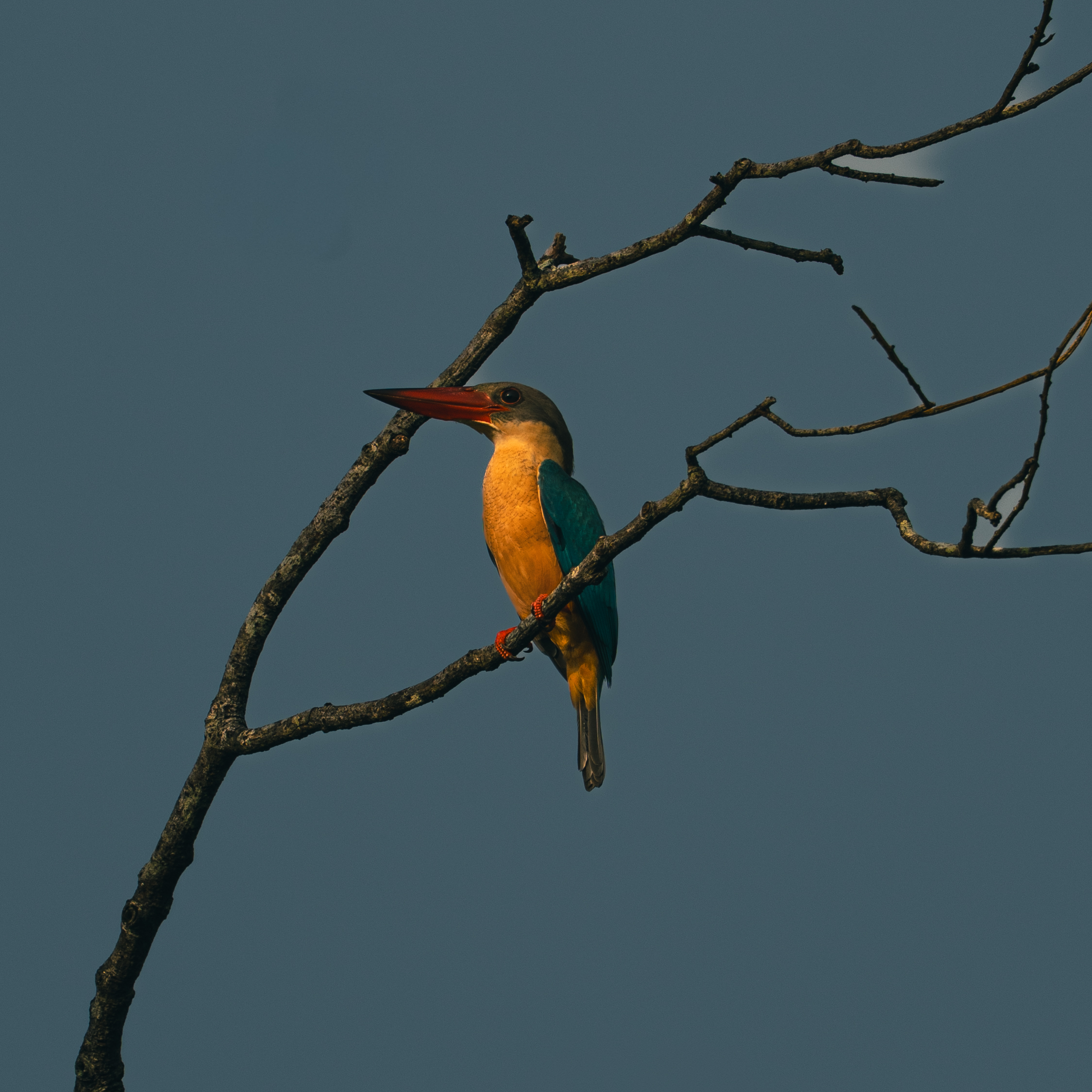 All Inclusive Full Day Safari Package