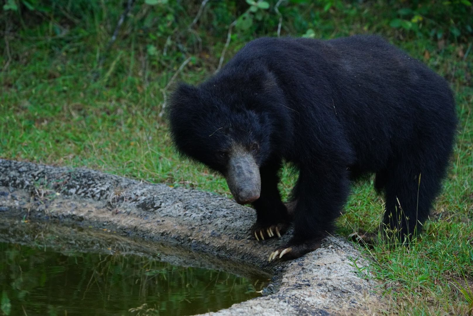 All Inclusive Full Day Safari Package